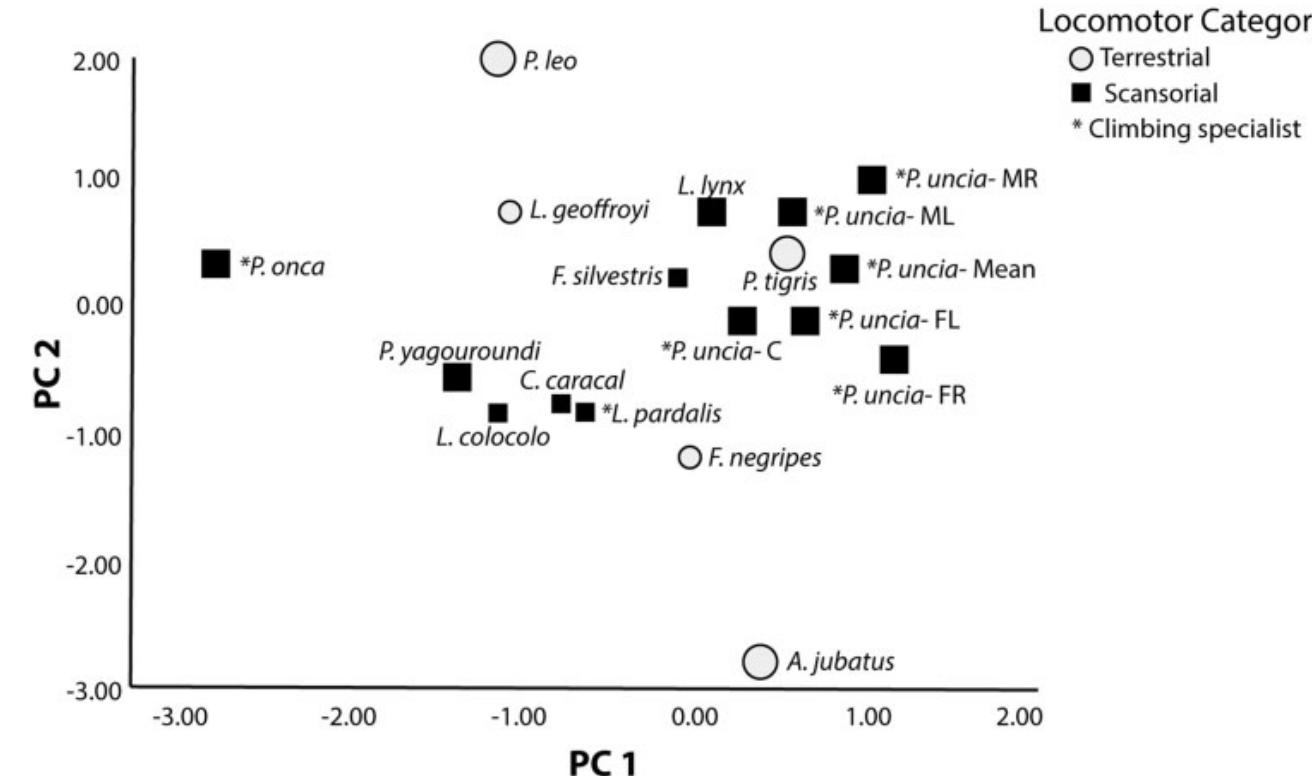 Fig. 1 Plot of the PCA conducted on percentage mass data of functional muscles groups in felid taxa. More terrestrial taxa are indicated by white circles, while more scansorial taxa are indicated by black squares. Asterisk indicates climbing specialists within scansorial locomotor category. Size of the icon indicates prey size: Large icon =large prey; Small icon =small prey. PC1 explains 29.4% of the variance; PC2 explains 24.9% variance. For comparison, the left and right limbs of each of the two P uncia specimens dissected in the current study are plotted separately. Abbreviations for P uncia: C= Female specimen from Cuff et al. (2016); FL=female, left from this study; FR= female, right from this study; ML=male, left from this study; MR=Male, right from this study. 