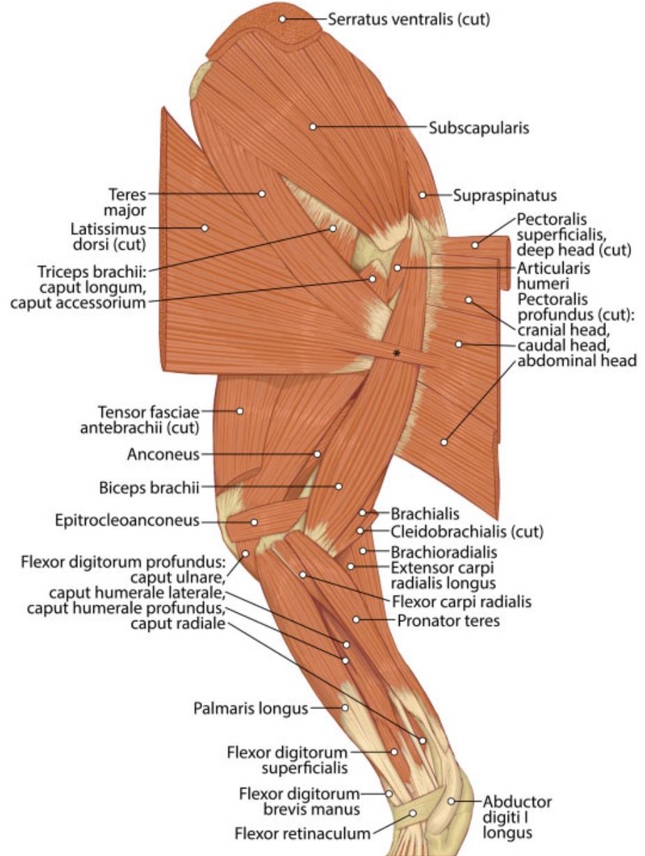 Fig. 3 Medial view of the left forelimb muscles in P uncia. Asterisk (*) indicates slip of m. latissimus dorsi coursing across m. biceps brachii. 