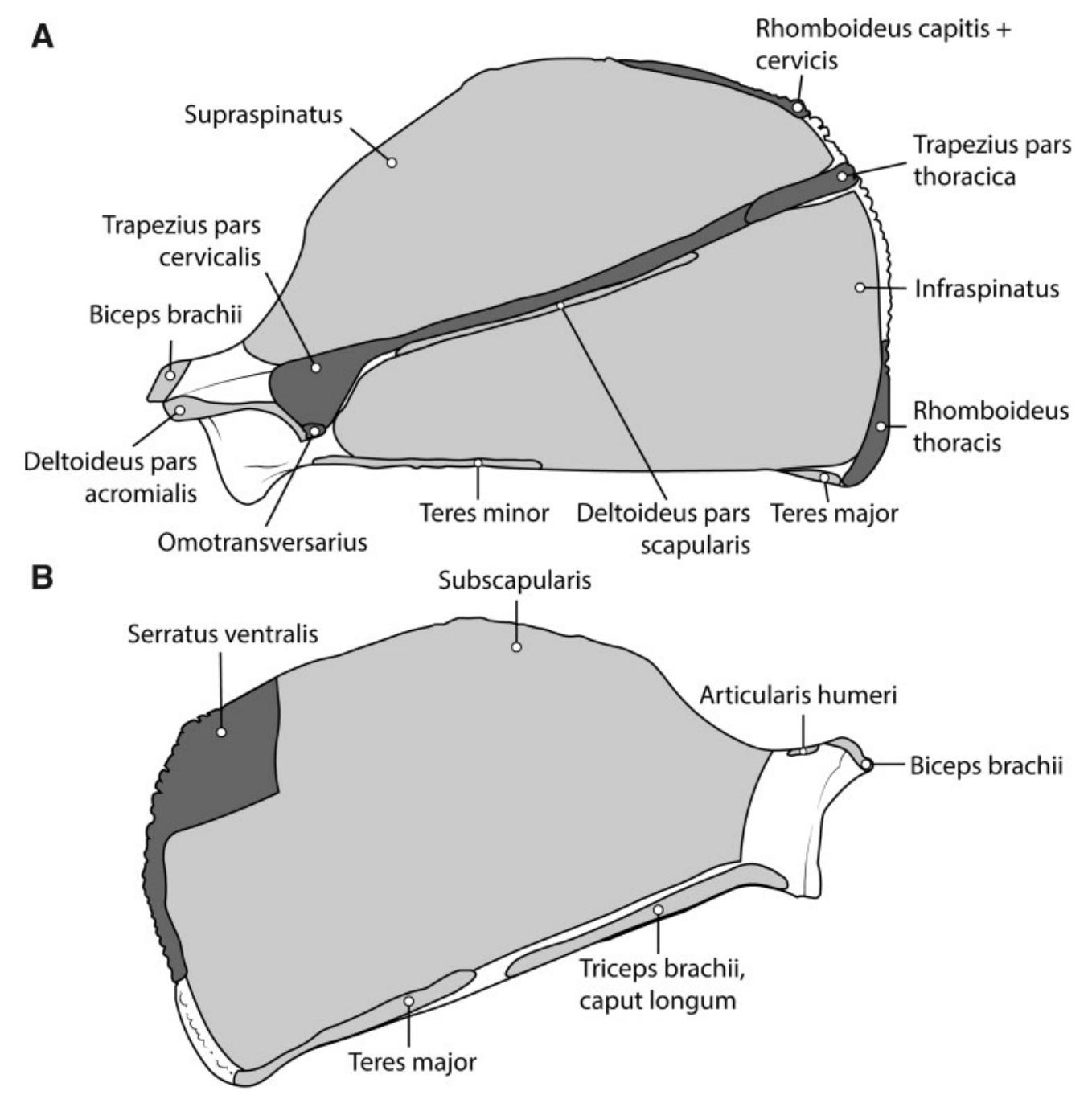 Fig. 4 Scapular muscle maps for P. uncia (left side). (A) Lateral view and (B) medial view. Dark gray indicates insertions, while light gray indicates origins. 