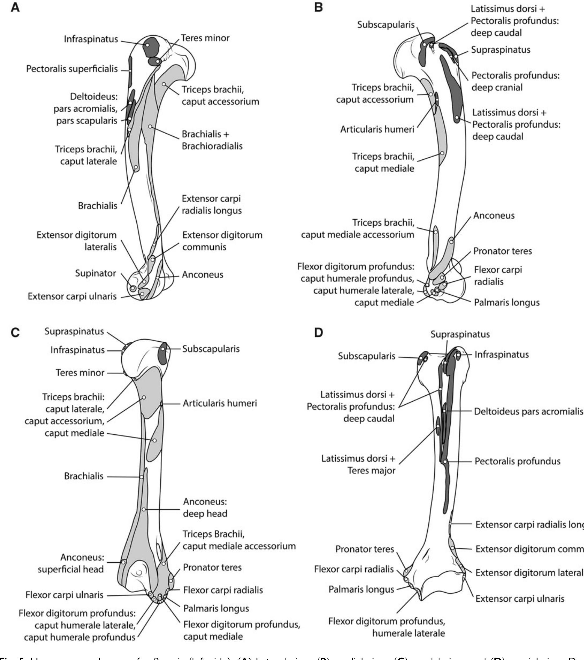 originates from m. flexor carpi ulnaris, an arrange- ment not described in any other species (Fisher et al. 2009; Julik et al. 2012; Ercoli et al. 2015; Viranta et al. 2016). Musculus brachioradialis is relatively small and inserts primarily onto the tendon of m. abductor digit I longus with only a small attachment to the distal radius. The digital flexors, mm. flexor digitorum profundus and flexor digitorum superfi- cialis, were not expanded compared with all other taxa (Cuff et al. 2016). There are two obliquely  