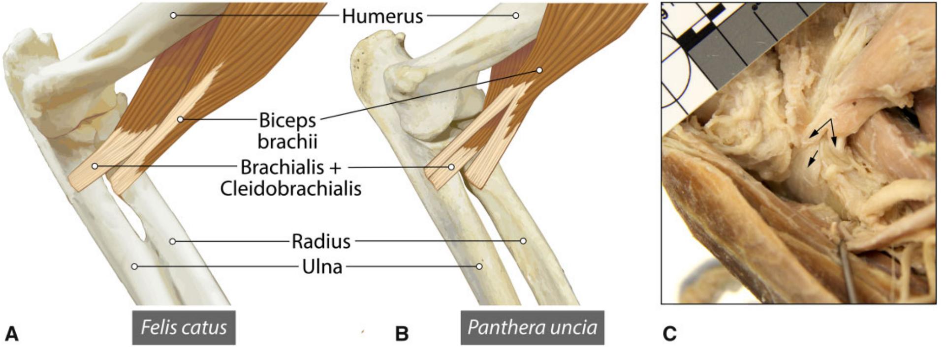 Fig. 7 Insertions of mm. biceps brachii, brachialis, and cleidobrachialis (left side). (A) Illustration of typical felid condition illustrated by F. catus in which m. biceps brachii inserts exclusively onto the radius. (B) Illustration of condition in PR uncia in which m. biceps brachii bifurcates to insert onto the radius and ulna, while mm. brachialis and cleidobrachialis tendons course through the split. (C) Photograph in P. uncia of m. biceps brachii tendon bifurcating. 