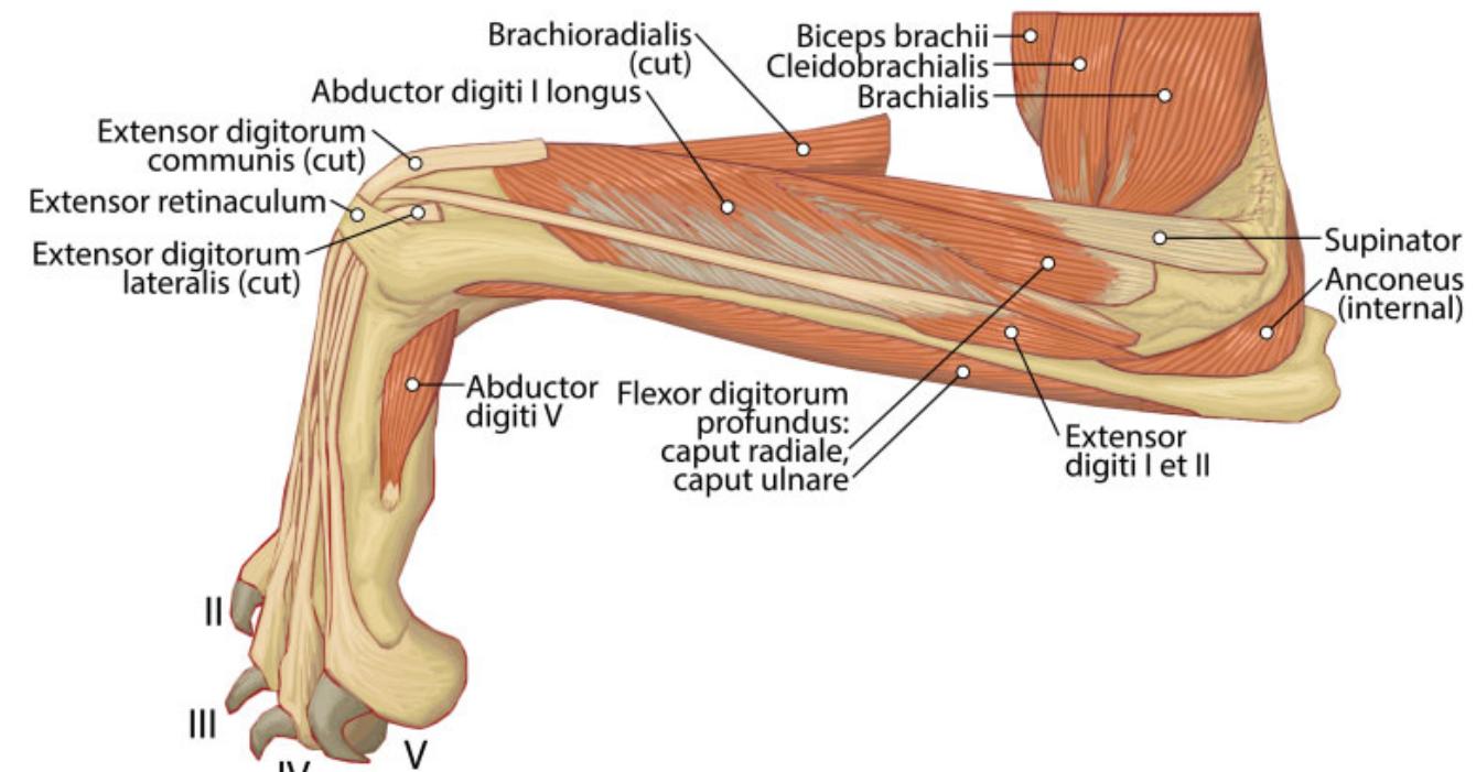Fig. 9 Lateral view of the deep left antebrachium in P. uncia. 