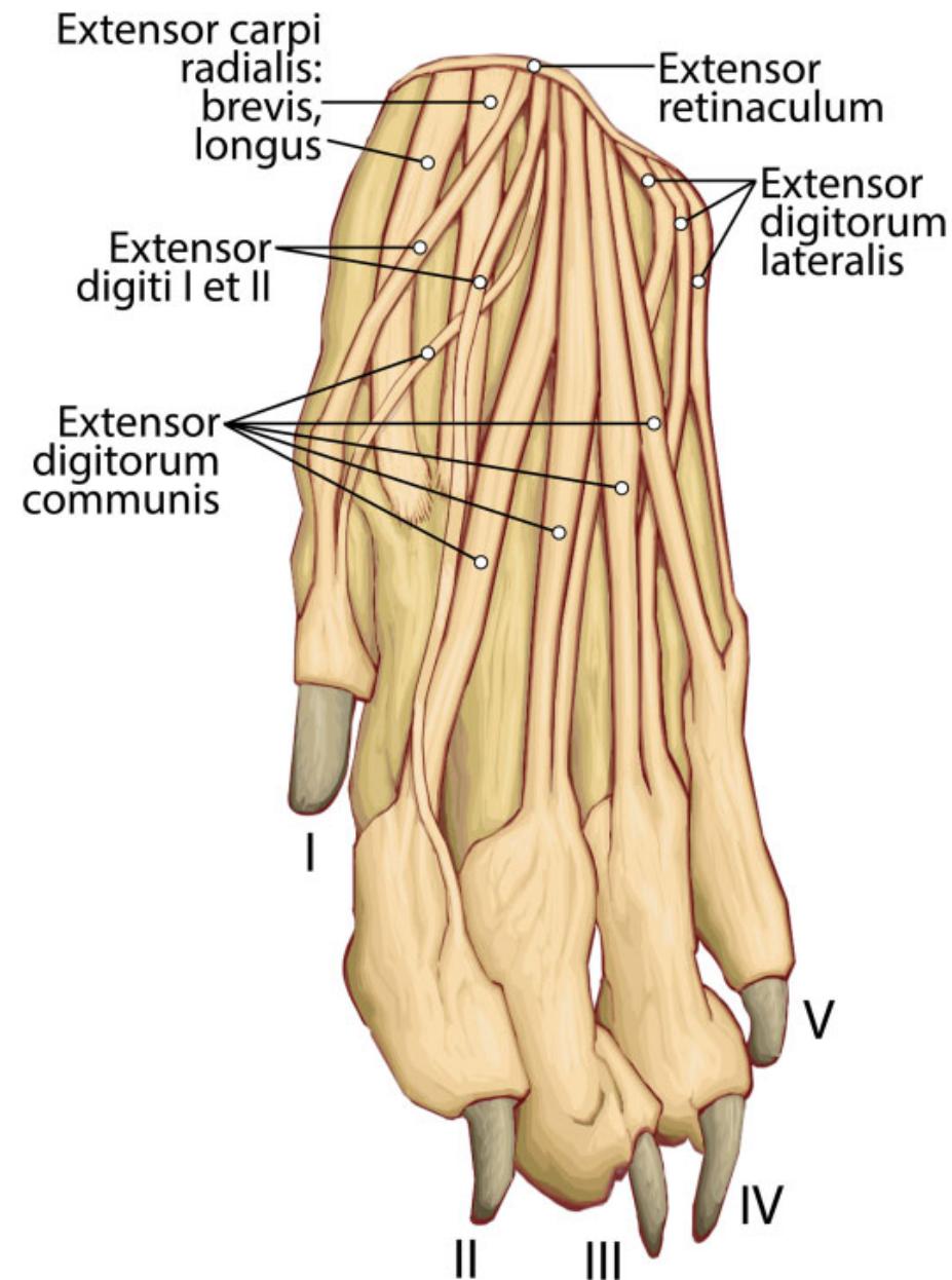Fig. 12 Dorsal view of manus tendons in P. uncia (left side).  Fig. 11 Palmar view of manus muscles in P uncia (left side). (A) Superficial layer, (B) intermediate layer, and (C) deep layer.  specialists. Musculus flexores breves profundi digit I was absent in the male P. uncia specimen; however, this muscle was present in the female specimen. Felines L. pardalis and Felis catus are also missing the lateral belly of m. flexores breves profundi digit 