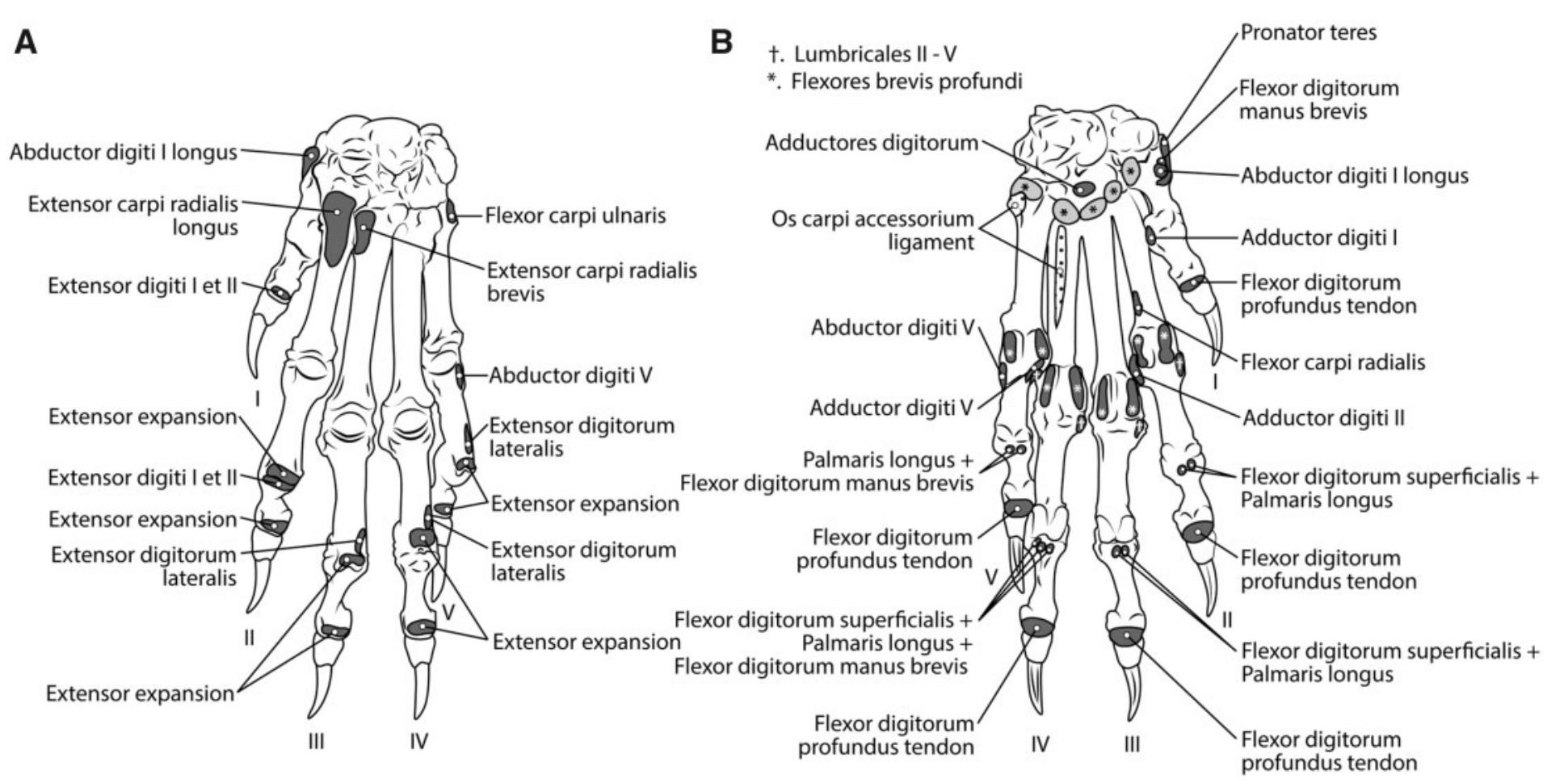 Fig. 13 Manus muscles maps for P. uncia (left side). (A) Dorsal view and (B) palmar view. Dark gray indicates insertions, while light gray indicates origins. 