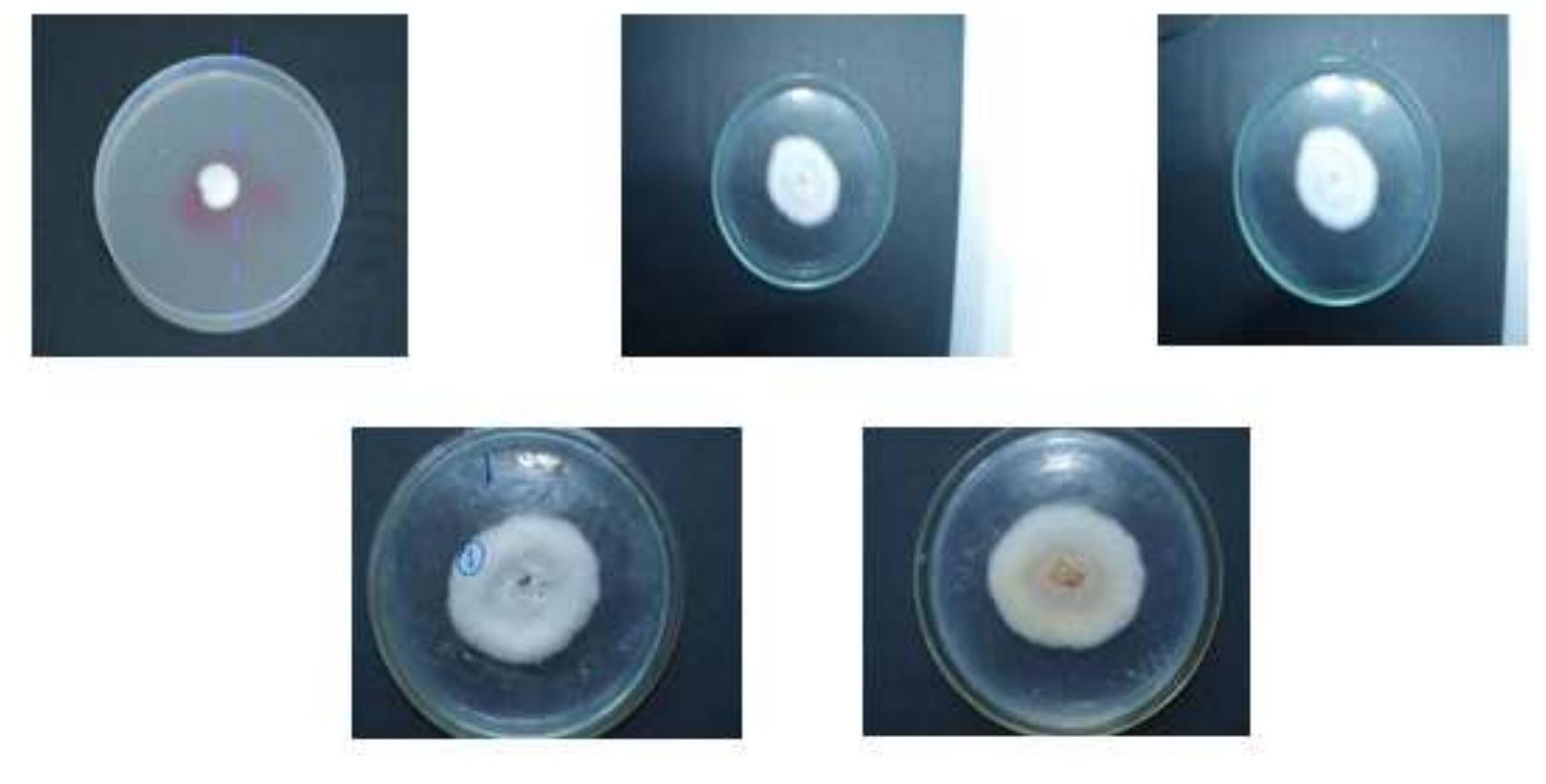 (PDF) In Vitro Antagonism of Indigenous Trichoderma Isolates Against ...