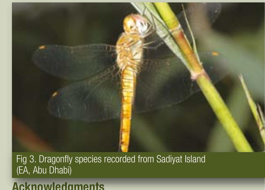 (PDF) Insect Diversity in the Nearby and Offshore Islands of Abu Dhabi ...