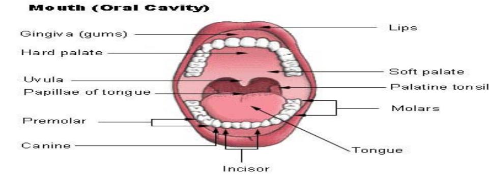 Figure 1 - from MOUTH DISSOLVING TABLETS: AS A POTENTIAL