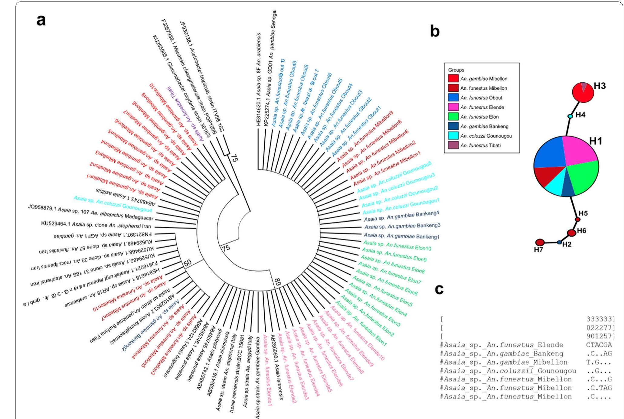 Genetic diversity of fragment of 16s rrna gene for the