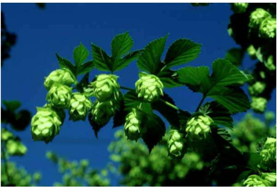Figure 4 - from Hop Compounds: Extraction Techniques,