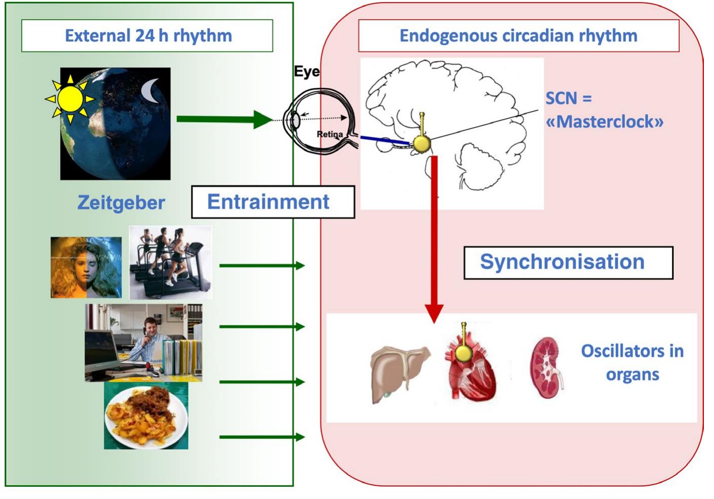Figure 1 - from The Chronotherapeutic Treatment of Bipolar