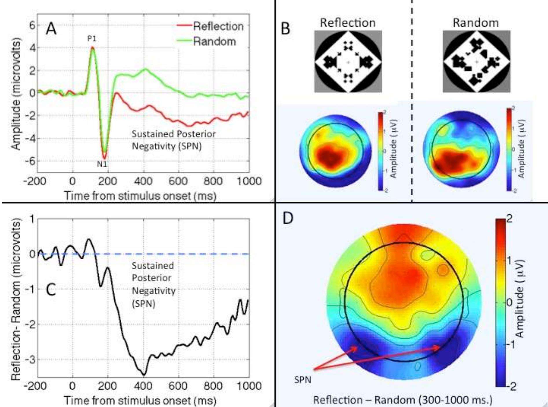 Figure 1. The sustained posterior negativity (SPN). A) Grand average waveforms from P07/PO8 electrodes in Reflection and Random trials. B) The Grand average SPN as a difference wave (Reflection — Random). C) Topographic plot of Reflection and Random conditions D) SPN plot produced by subtracting the two plots in C. Data from Experiment 1 of [45].  Norcia, Candy, Pettet, Vildavski, and Tyler [46] presented observers with symmetric and rando lot patterns. The ERP diverged from about 220 ms after onset, and symmetric stimuli were associat with a more negative wave. Jacobsen and Hé6fel, [47] used abstract black and white patterns. Th listinguished three ERP components, one of which was clearly related to symmetry. For occipi -lectrodes, amplitude was more negative in symmetrical than random trials, with the waves divergi ifter the Pl and N1 components of the visual evoked potential. This ERP was replicated in [48] a 49]. We will refer to this Sustained Posterior Negativity as SPN. Note that the SPN is a differen wave, and the term negative is relative, referring to the fact that amplitude is more negative symmetrical than random conditions. The SPN is illustrated in different ways in Figure 1.  Experiments conducted in our lab in Liverpool have replicated the SPN with different types 