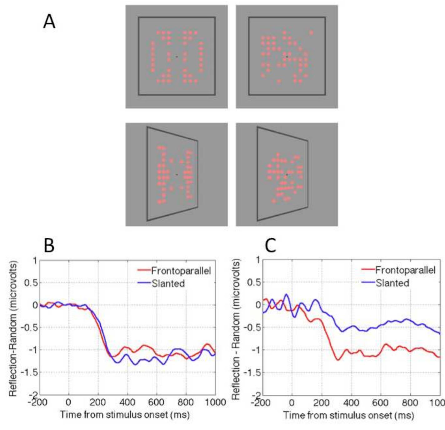 2.5. Question Five: How are brain rhythms in the two hemispheres altered during symmetry  perception?  Figure 3. View invariance and view dependence in the neural response to reflection. A)  Reflection and random patterns viewed in frontoparallel or slanted presentations. B). T SPN shown as a difference wave (Reflection-Random) in the flat and slanted conditions, when participants were actively classifying trials according to regularity. Note that t  response is independent of view angle. C) The SPN when participants were classifying  slanted presentations. |  Error bars = +/- 1 S1]  E.M. Images adapted from [57].  by colour. Note that the response is now view-selective, and reduced by around 50% for t  ne  ne  ne 