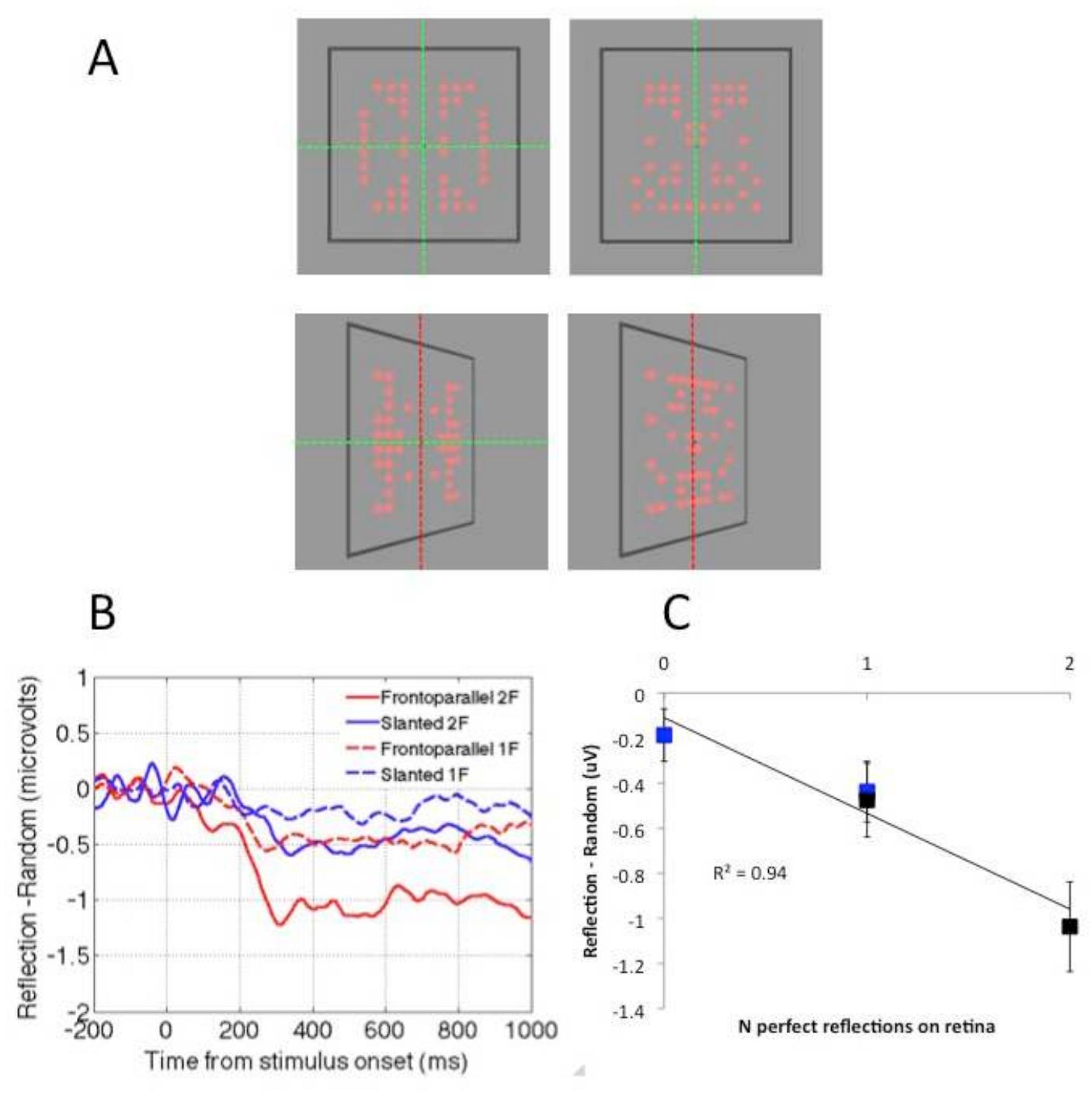 With respect to hemispheric differences a clear pattern emerged. The occipital alpha ERD is great yver the right posterior hemisphere than the left during symmetry discrimination. In one study, Maki Rampone, Wright et al. [52] found right lateralization of occipital alpha ERD during a reflectio ranslation discrimination task. In an important control experiment, this right lateralization was n ybserved in another group of participants who were presented with exactly the same stimuli, but we  liscriminating the number of objects presented. Right lateralization is thus related to the task, not ju  o the characteristics of the stimuli. It is tempting to conclude that right hemisphere networks a  specialized for symmetry discrimination, and that this is linked to the right lateralization for oth  yutatively related tasks, like mental object rotation [87] and covertly shifting spatial attention [8§ lore generally the direction of the asymmetry is consistent wit the left hemifield (right hemispher  ittentional advantage for magnitude judgments (for a review, see [87]). However, it is also thought th  axes in the image. Error bars = +/- 1 S.E.M. Images adapted from [57]. 
