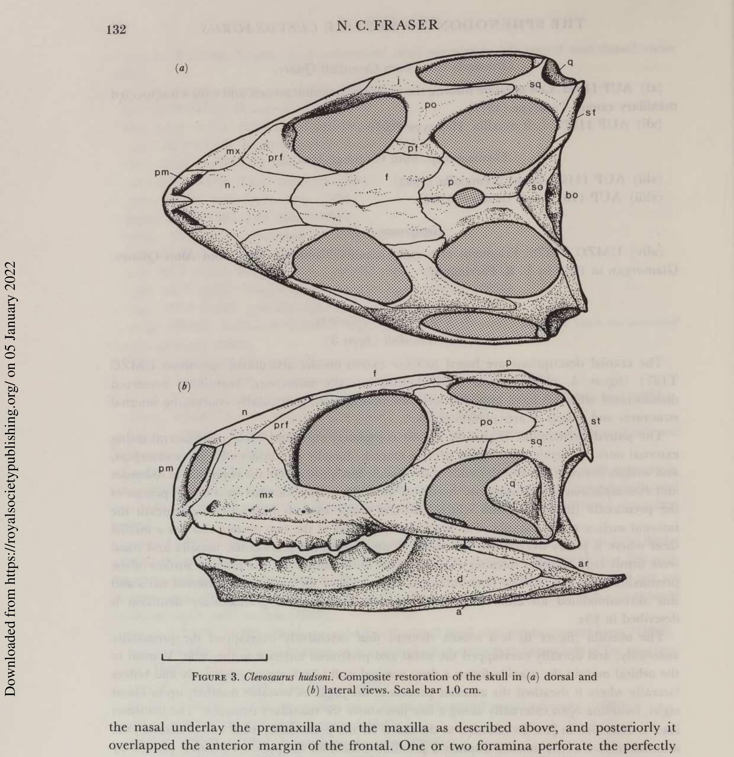 Figure 1 - The osteology and relationships of Clevosaurus