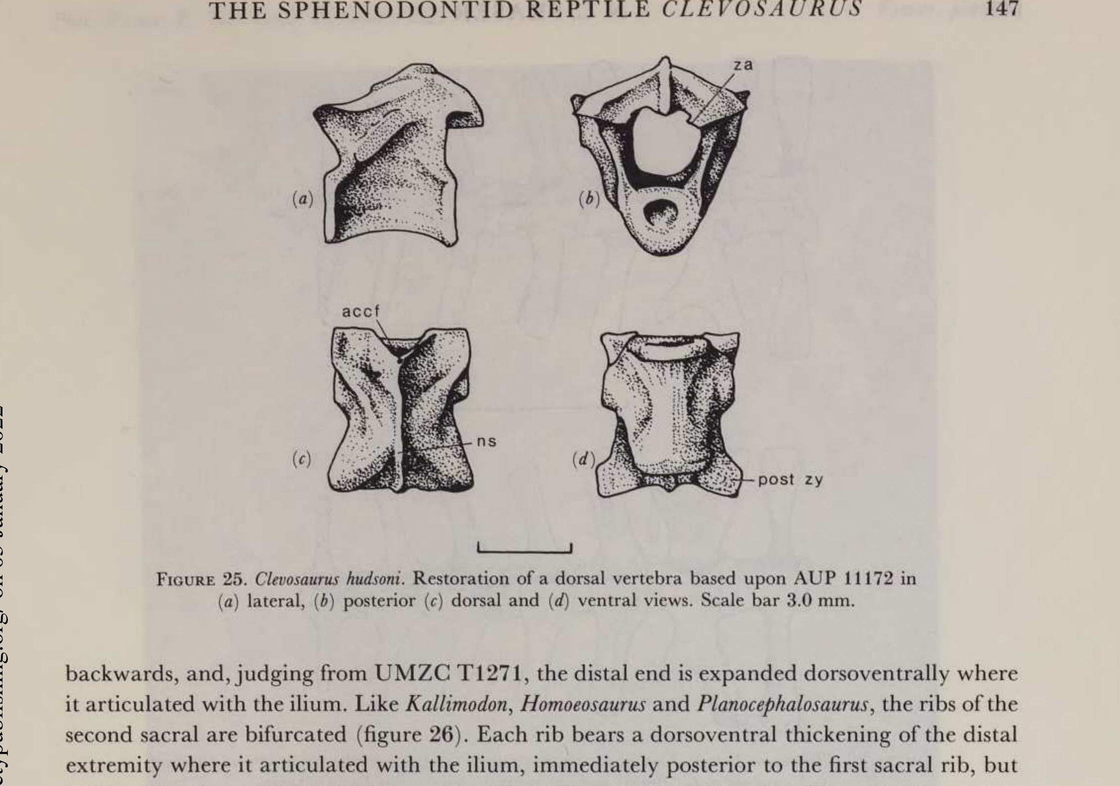 (PDF) The osteology and relationships of Clevosaurus (Reptilia ...
