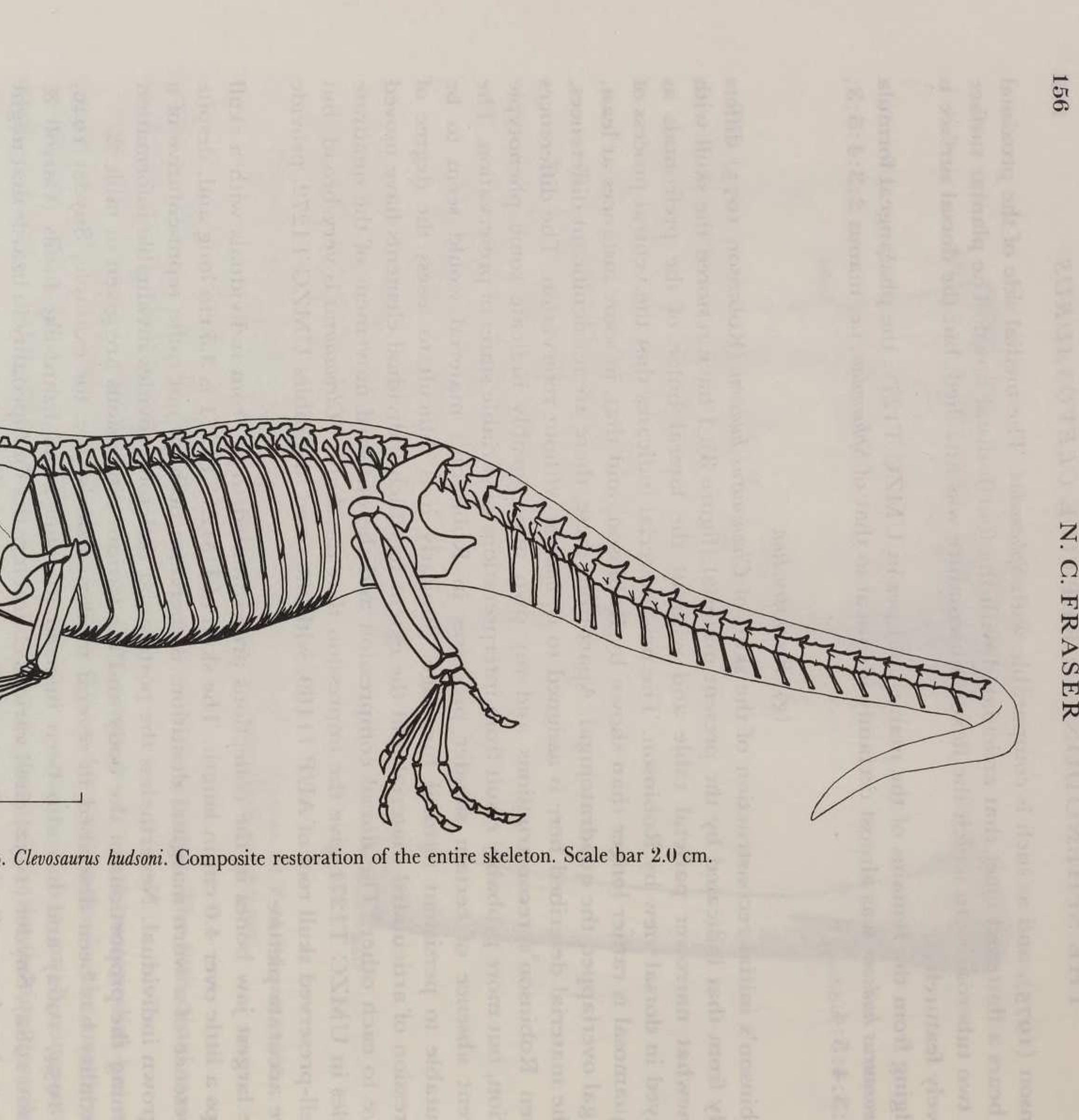 Figure 8 - The osteology and relationships of Clevosaurus