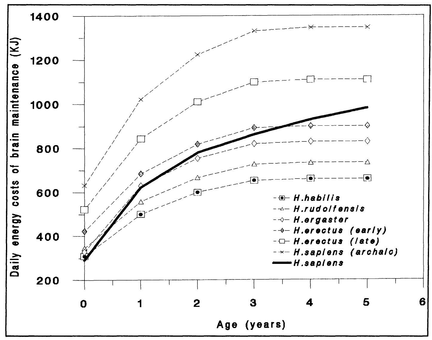 (PDF) Causes and consequences in human evolution