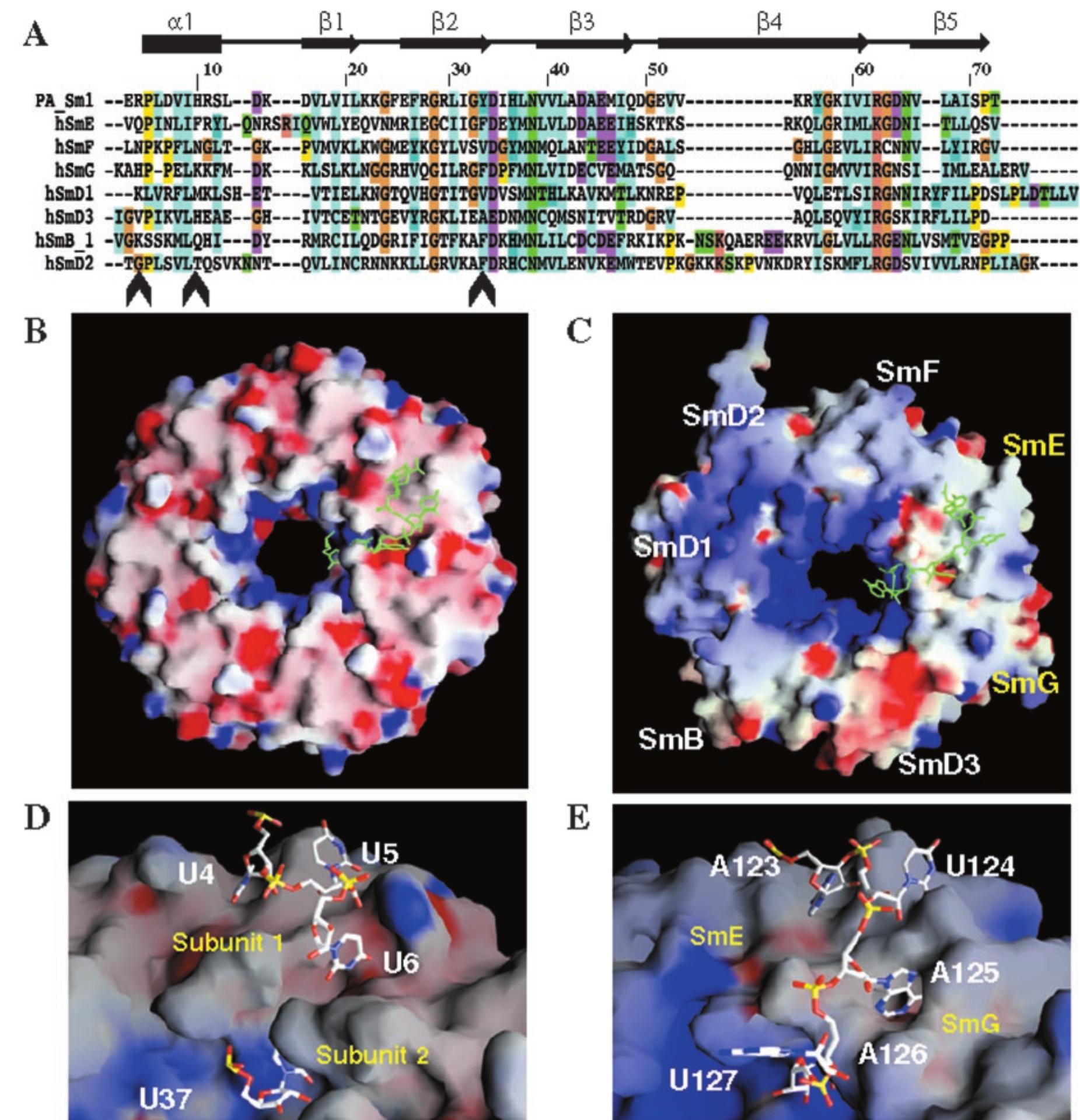 Code Sm1 Color Fic. 5. model for the binding of rna in the eukaryotic sm