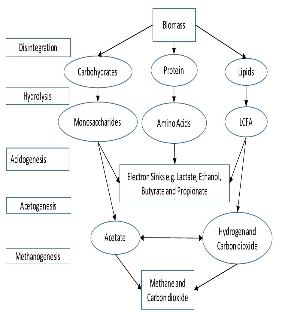 Figure 1 - from Modelling the Kinetic of Biogas Production
