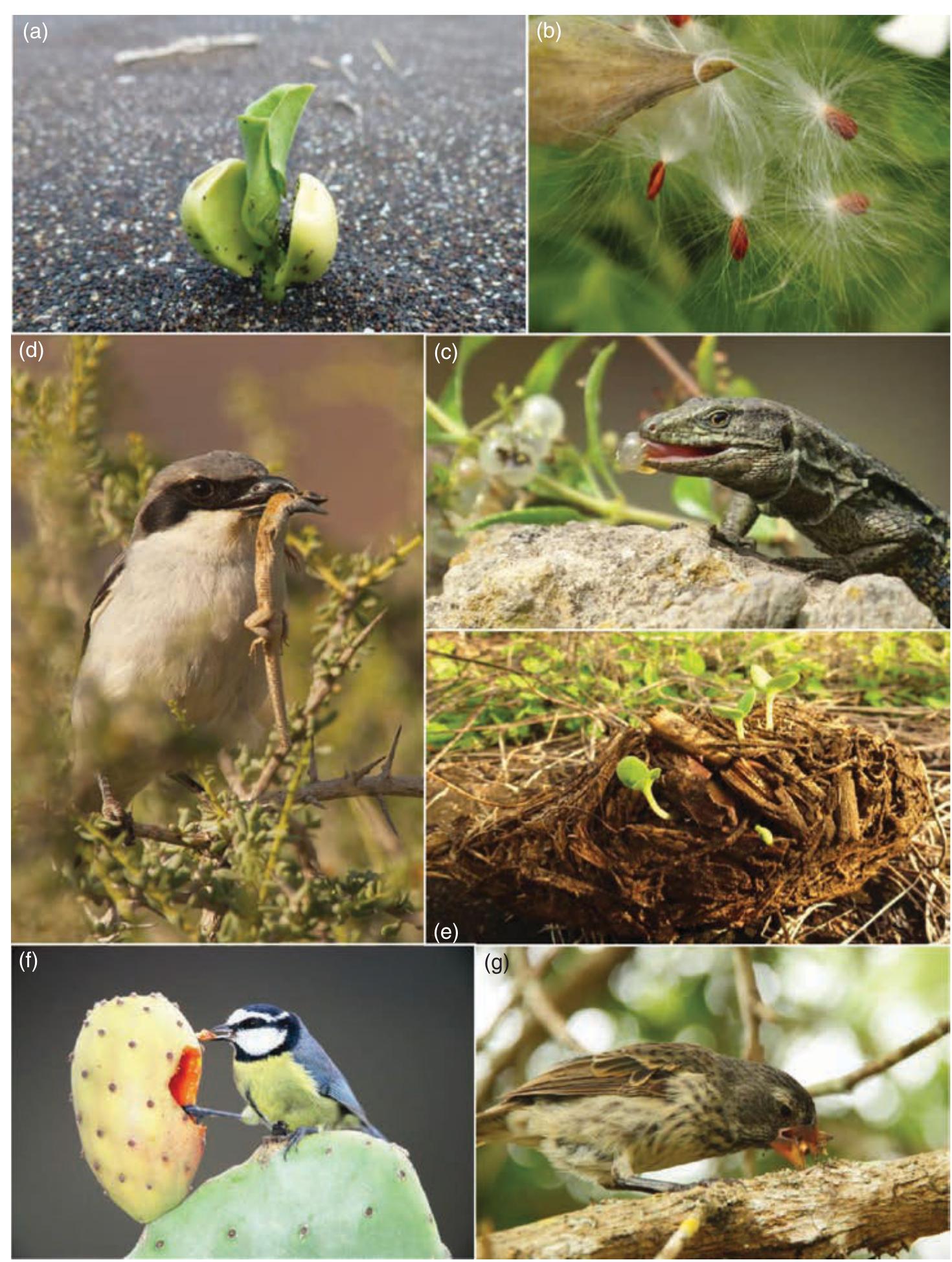 (PDF) The ecology of seed dispersal