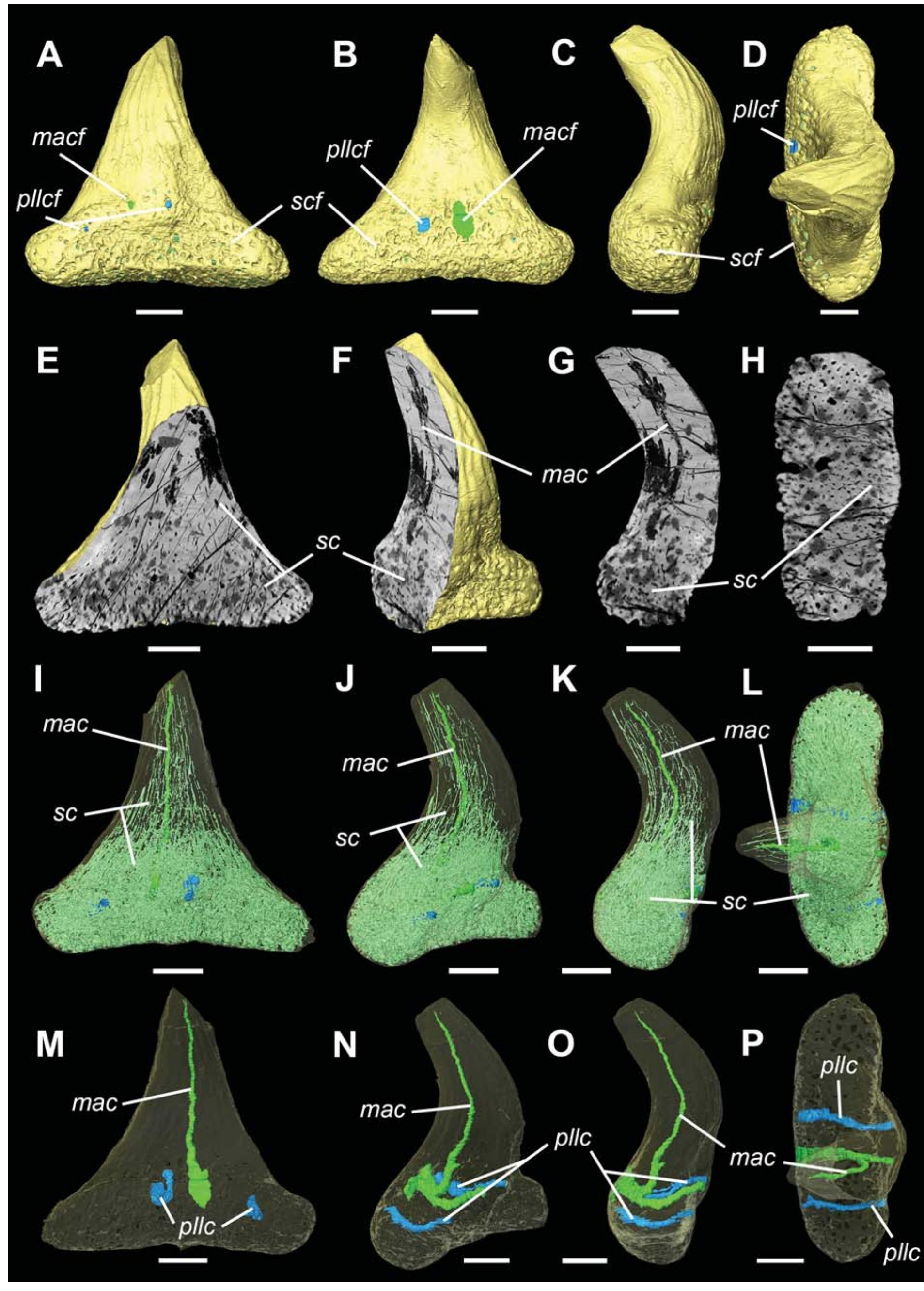 Leonodus Figure 3 - Vascular structure of the earliest shark teeth