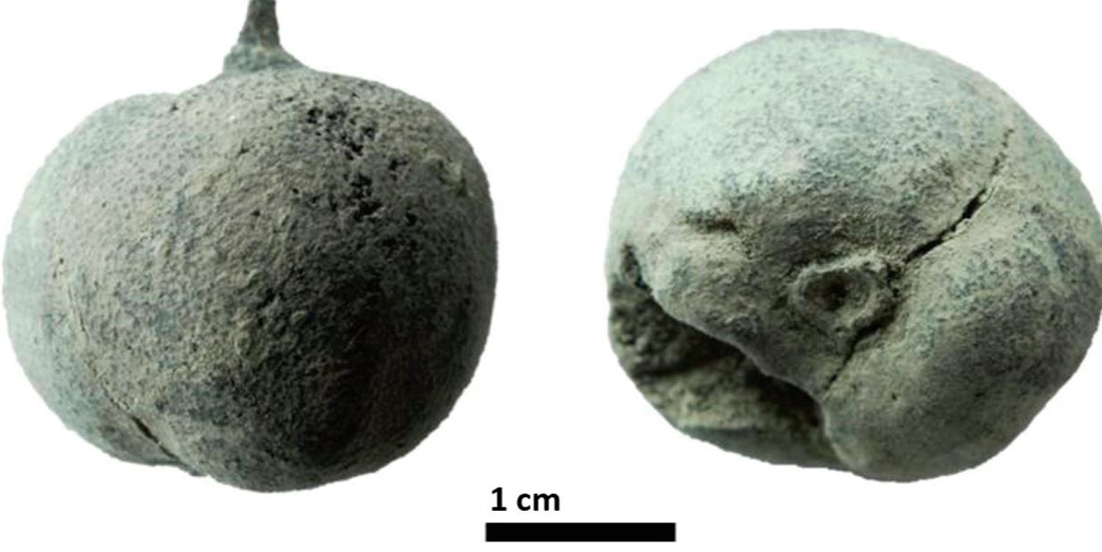 Figure 2. A carbonized wild pear (Pyrus pyraster) from SU1448, dated to the Roman period at Bribirska glavica 