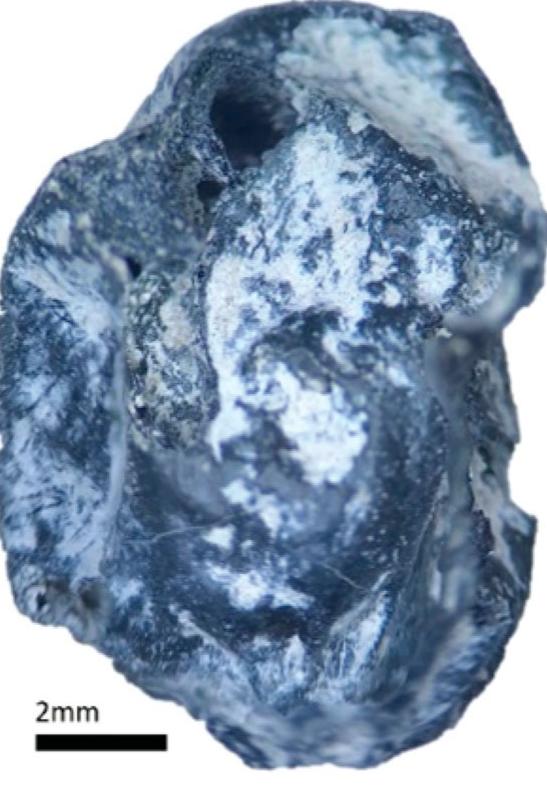 Figure 3. A carbonized raisin (Vitis vinifera) from SU1448, dated to the Roman period at Bribirska glavica. 
