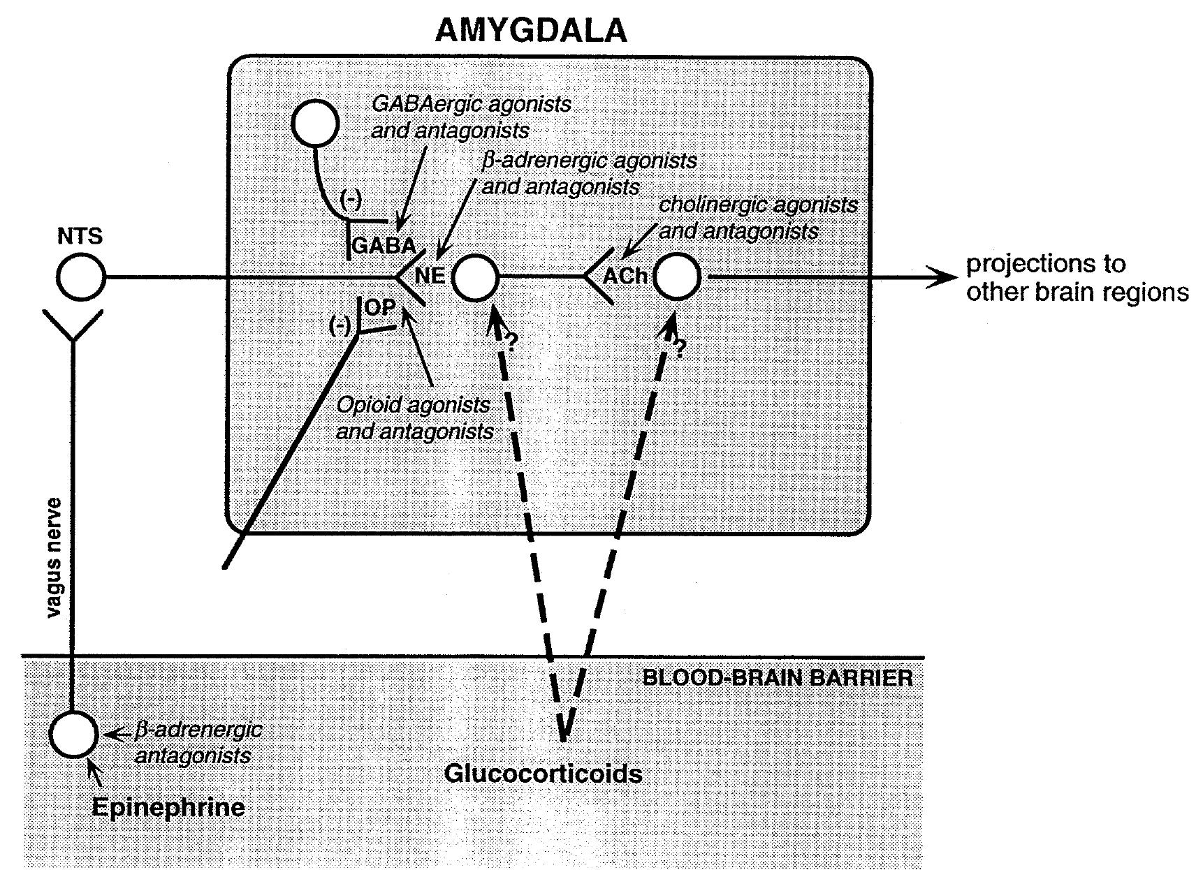 (PDF) Involvement of the amygdala in memory storage: Interaction with ...