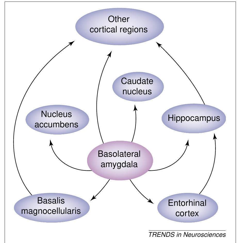 Figure 1 - Memory consolidation and the amygdala: a systems