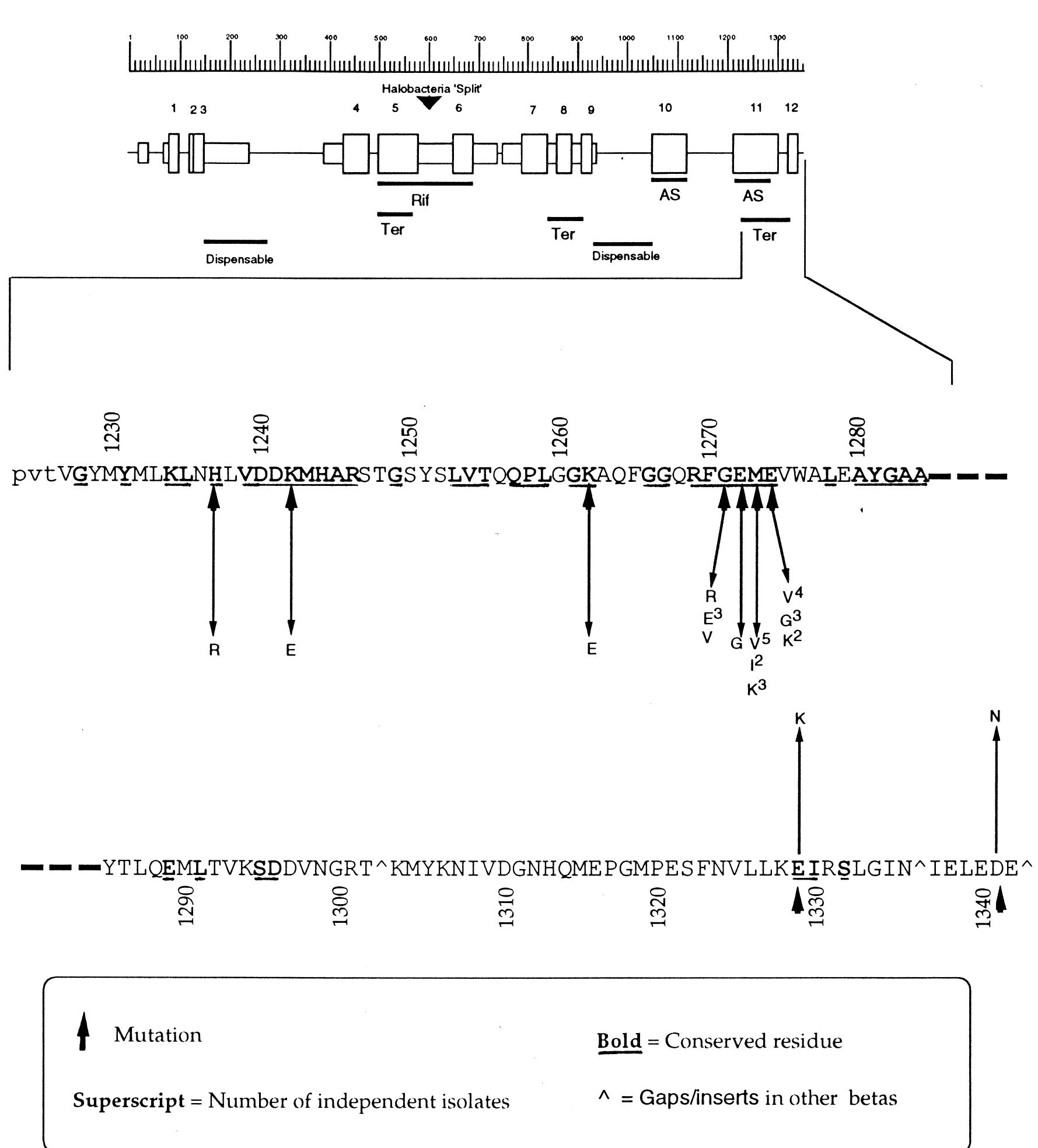 Figure 1 - from Trans‐dominant mutations in the 3′‐terminal