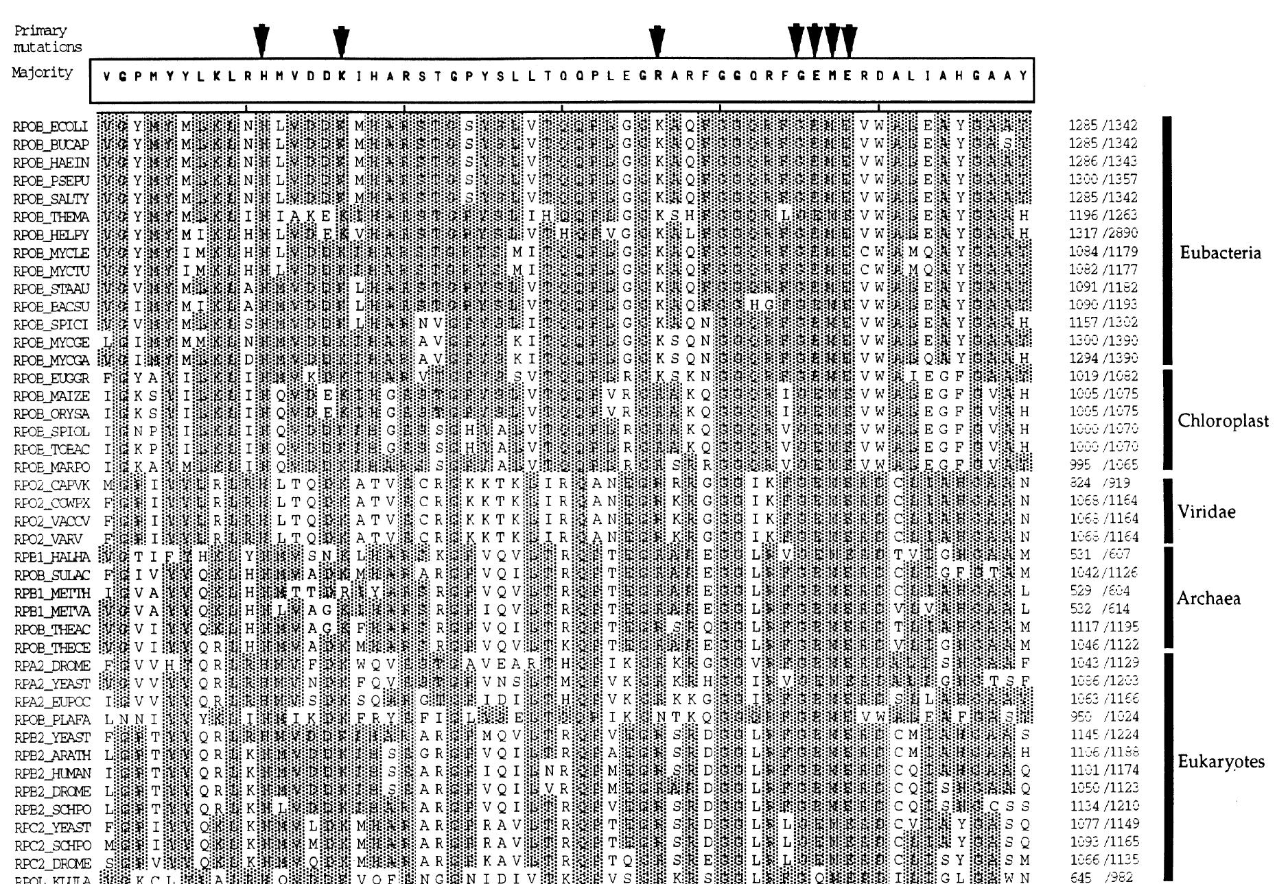 Figure 1 - from Trans‐dominant mutations in the 3′‐terminal