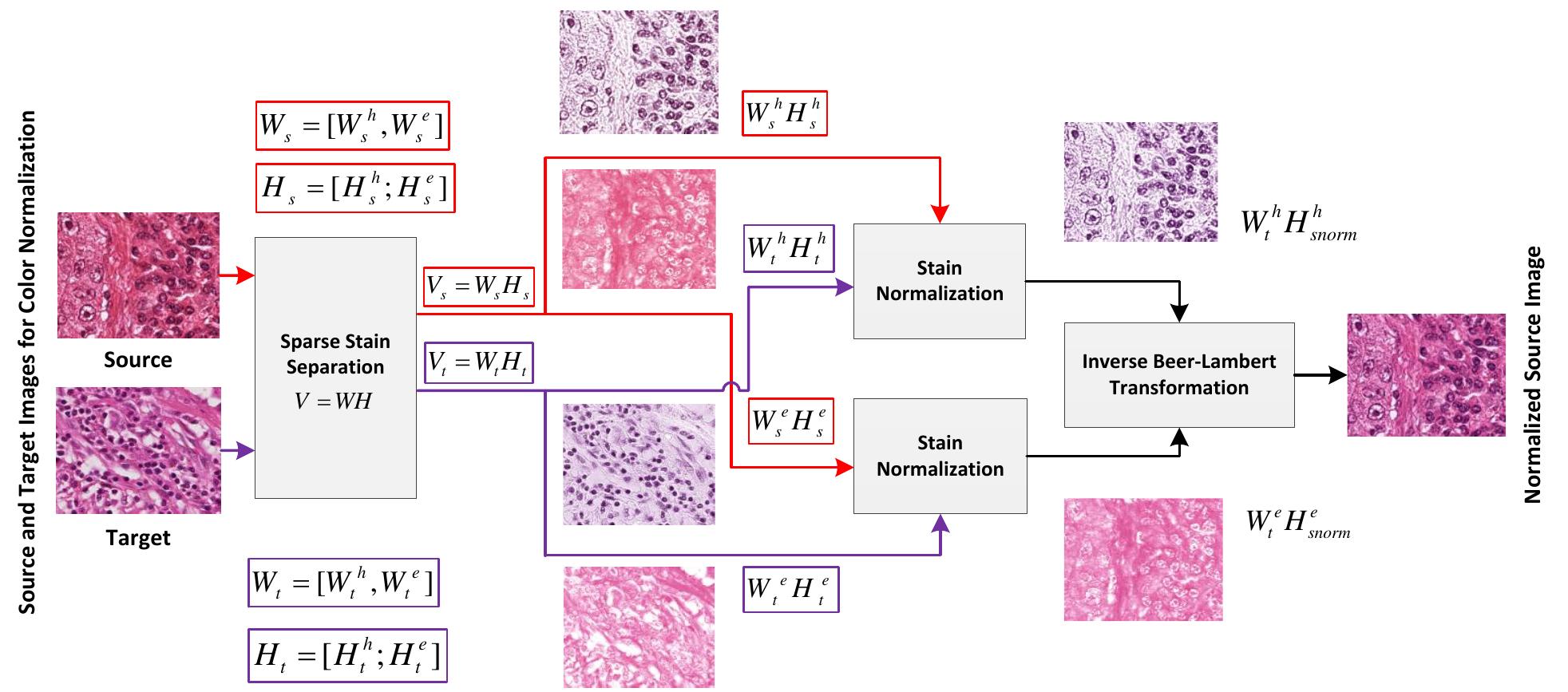 (PDF) Structure-Preserving Color Normalization and Sparse Stain ...