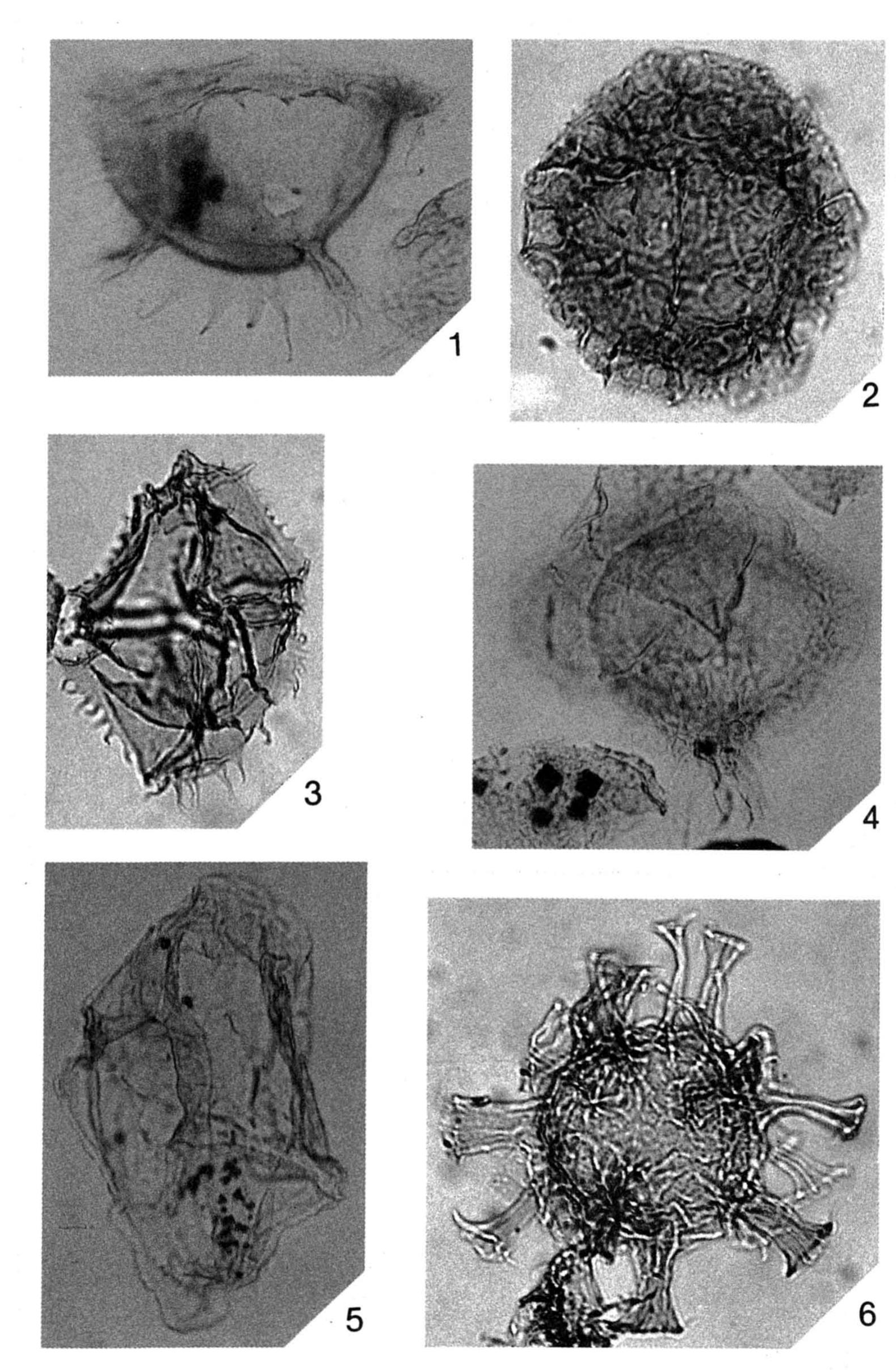 Figure 3 - Dinoflagellate cyst biostratigraphy of the