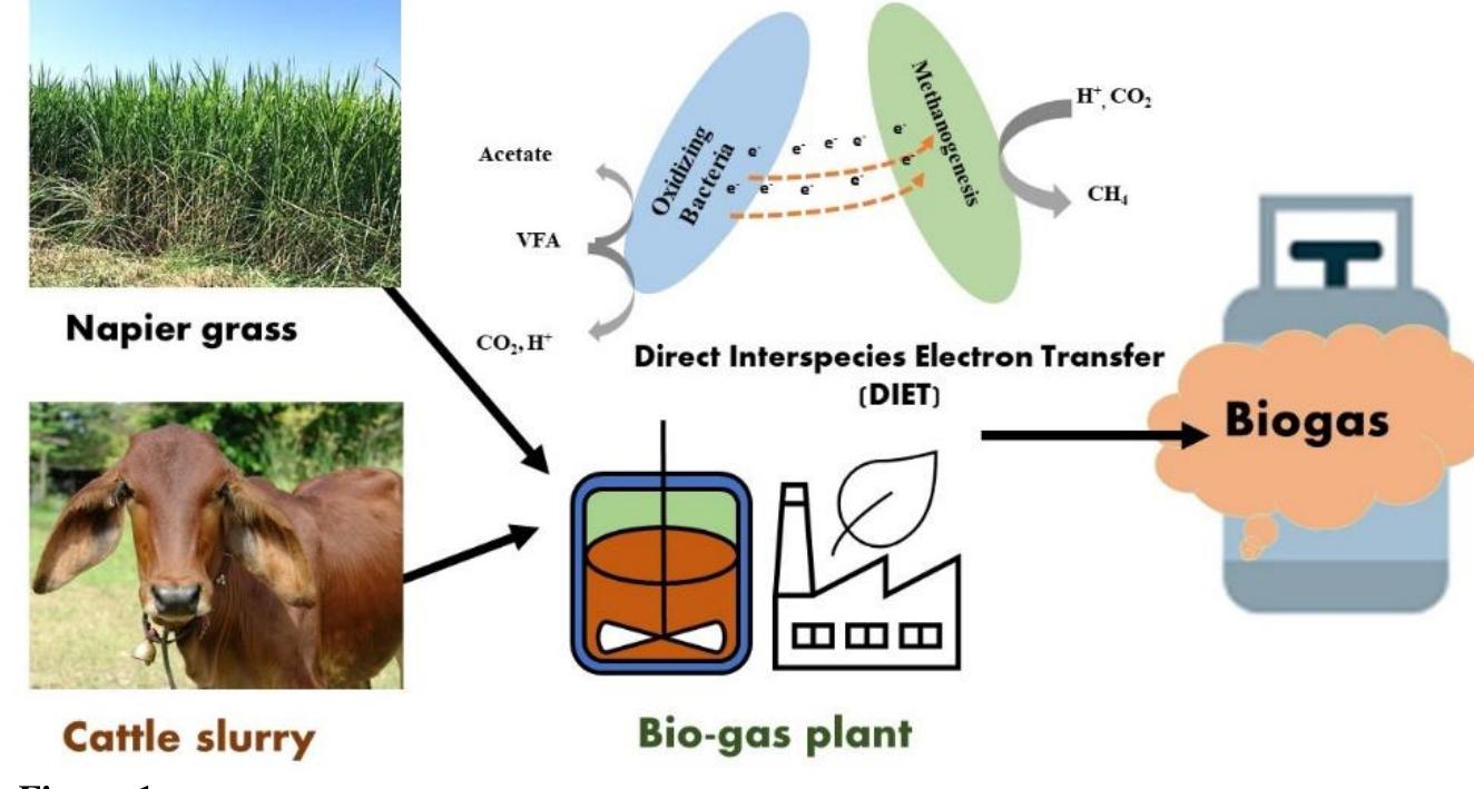 (PDF) Biogas production from Napier grass and cattle slurry using a ...