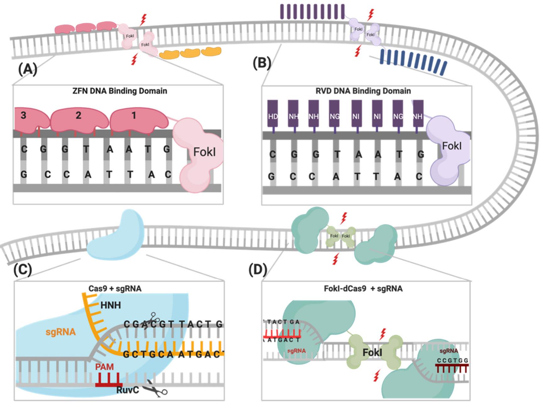(PDF) CRISPR FokI Dead Cas9 System: Principles and Applications in ...