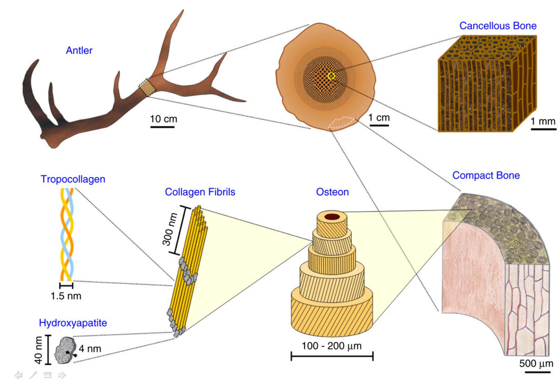 (PDF) Structure and mechanical properties of selected biological materials