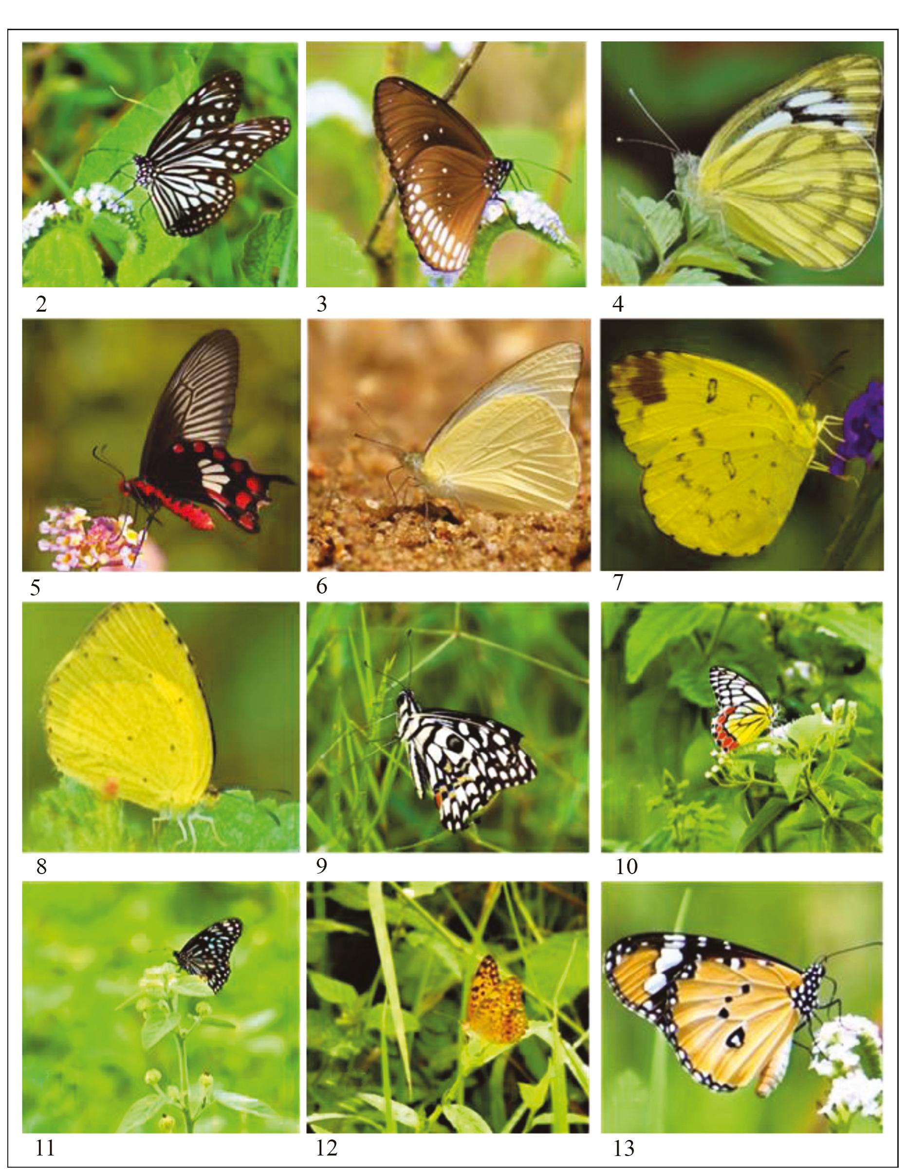 (PDF) Butterfly species richness, diversity and temporal variation in ...