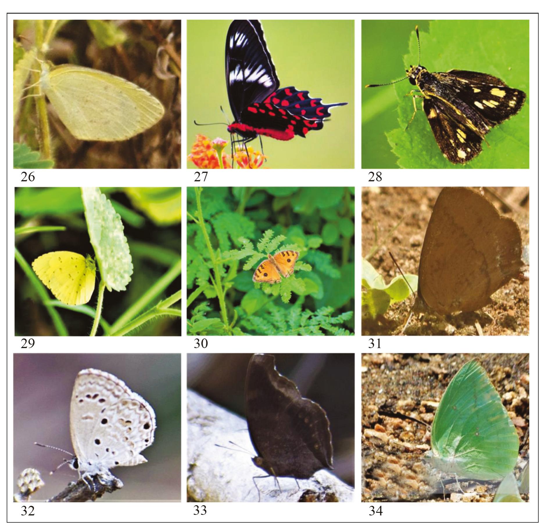 (PDF) Butterfly species richness, diversity and temporal variation in ...