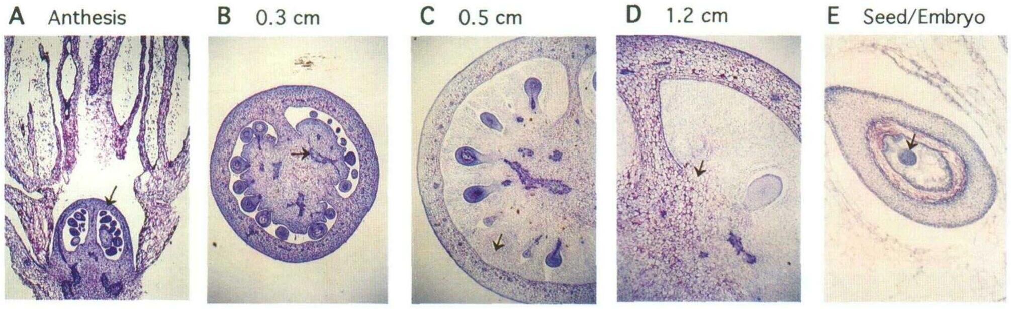 Tomato fruit development. tissue from vfnt cherry tomato was