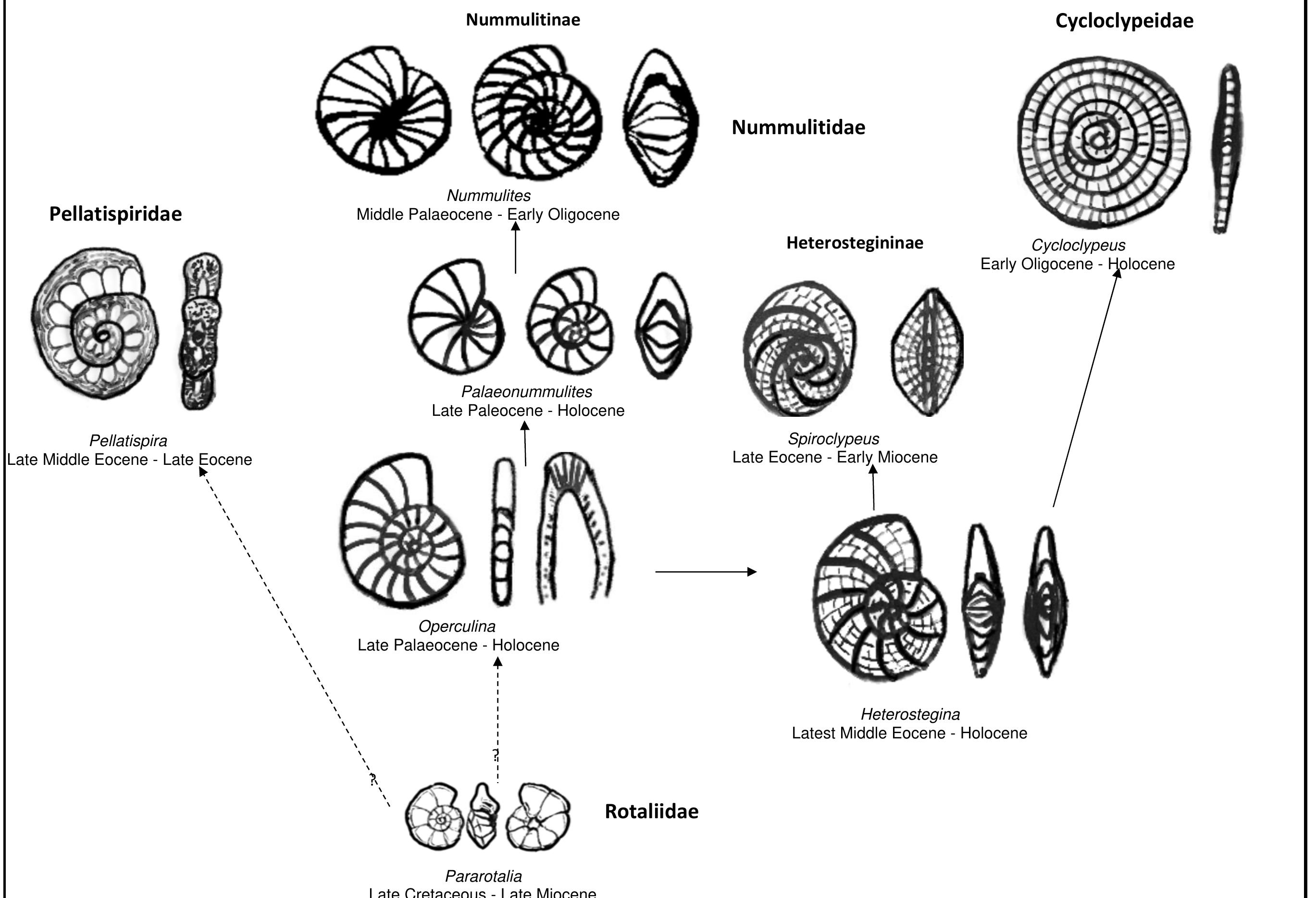 Figure 2 - The phylogenetic and palaeogeographic evolution
