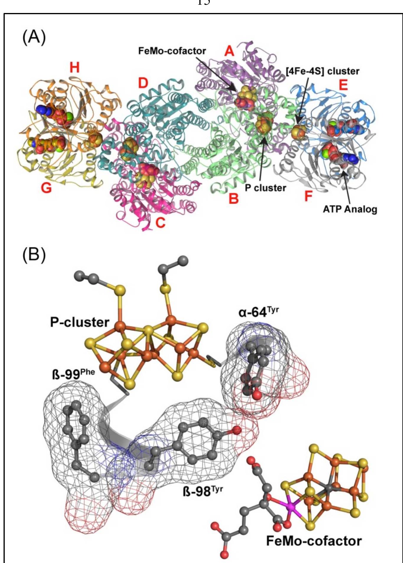 (PDF) Role of the P-cluster and FeMo-cofactors in nitrogenase catalysis