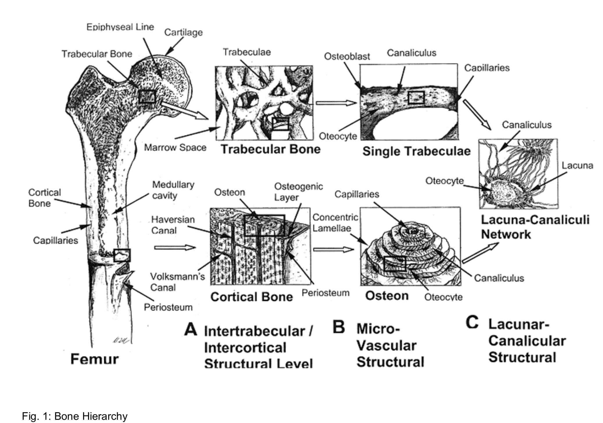 (PDF) Optimization of Bone Scaffold Engineering for Load Bearing ...