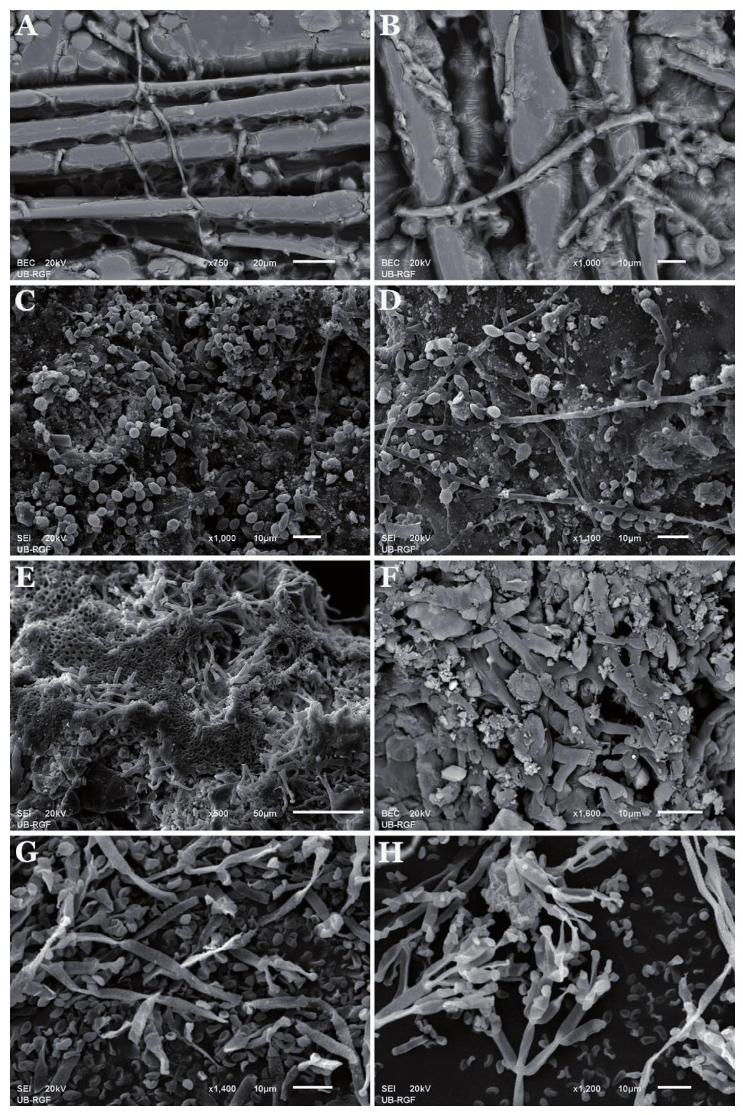 (PDF) Fungal Deterioration of Cultural Heritage Objects