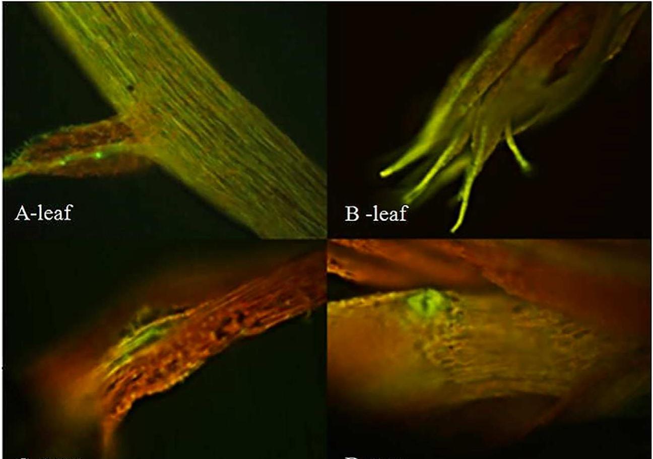 (PDF) The colonization of Bacillus thuringiensis strains in bryophytes