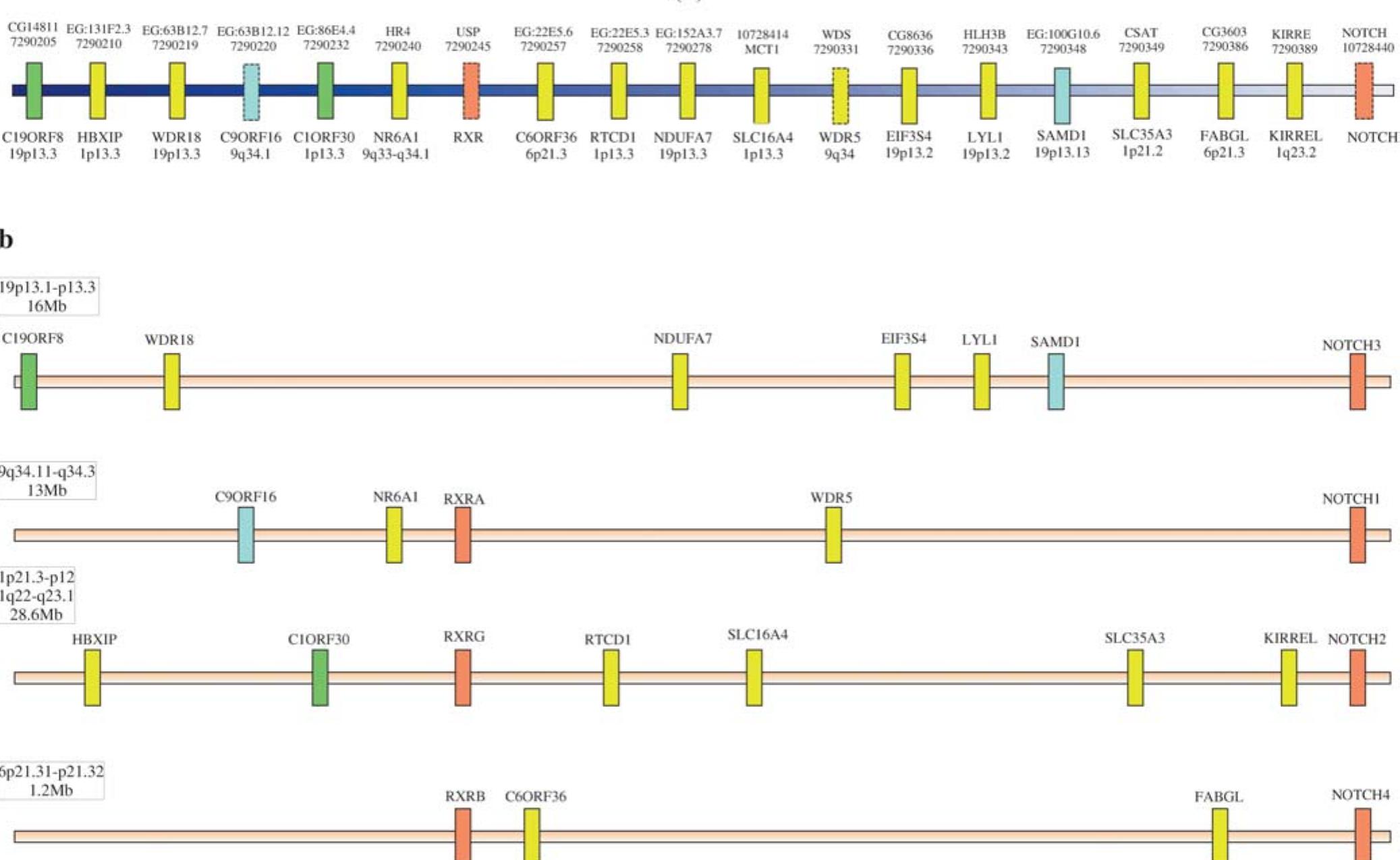 A, b comparative map of the rxr-notch region in human and