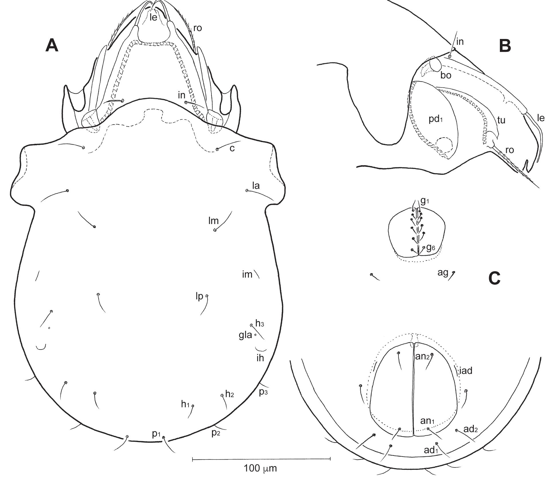 Figure 7 - from Interesting Findings of Oribatid Mites