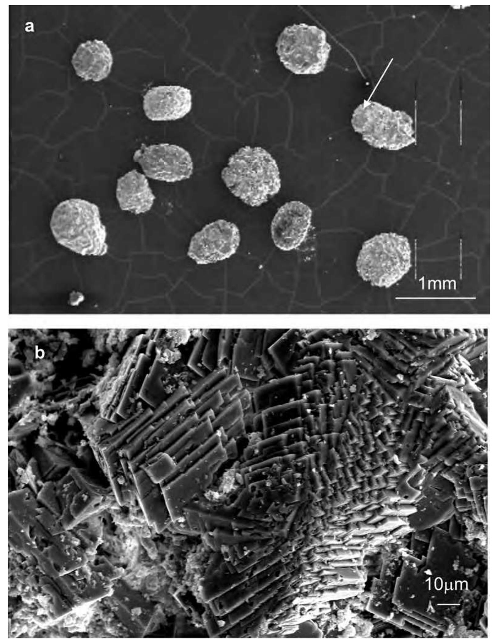 Sem microphotographs. a— morphology of calcite cement in