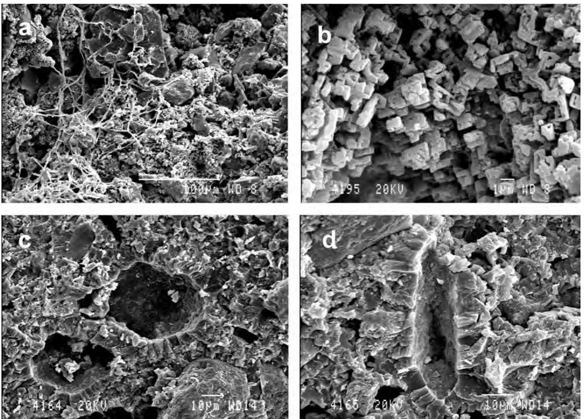 Sem microphotographs. a— morphology of calcite cement in