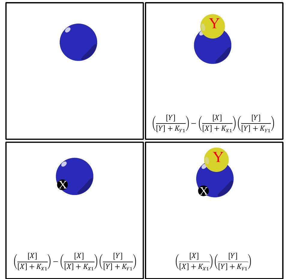 Schematic representation of an enzyme bound by two