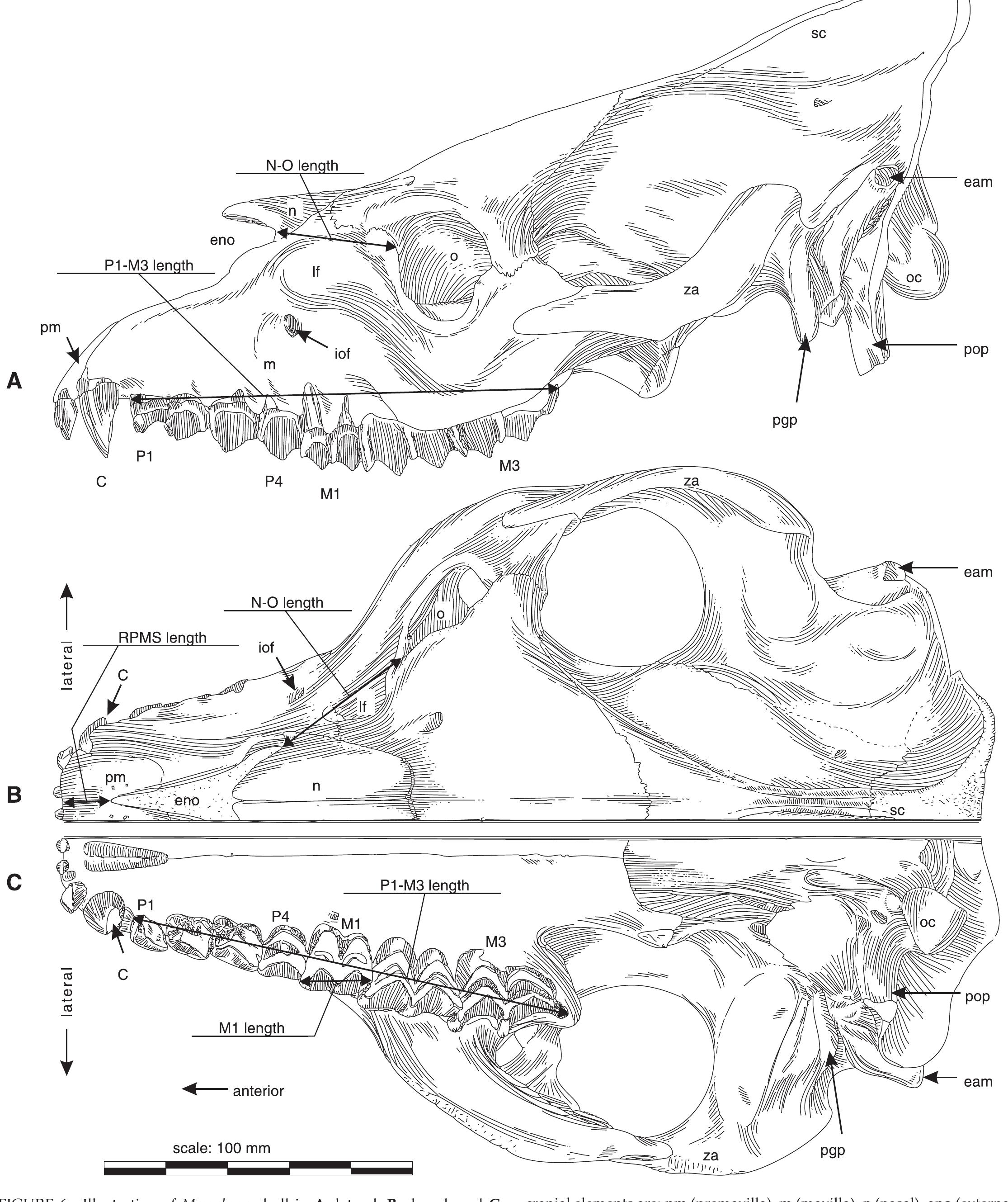 PDF) The oreodont Merychyus major major (Mammalia: Artiodactyla